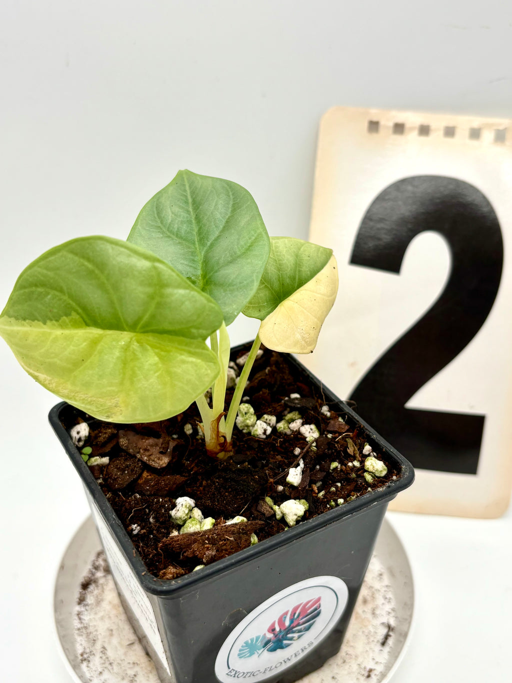 Alocasia Silver Dragon Aurea Variegata