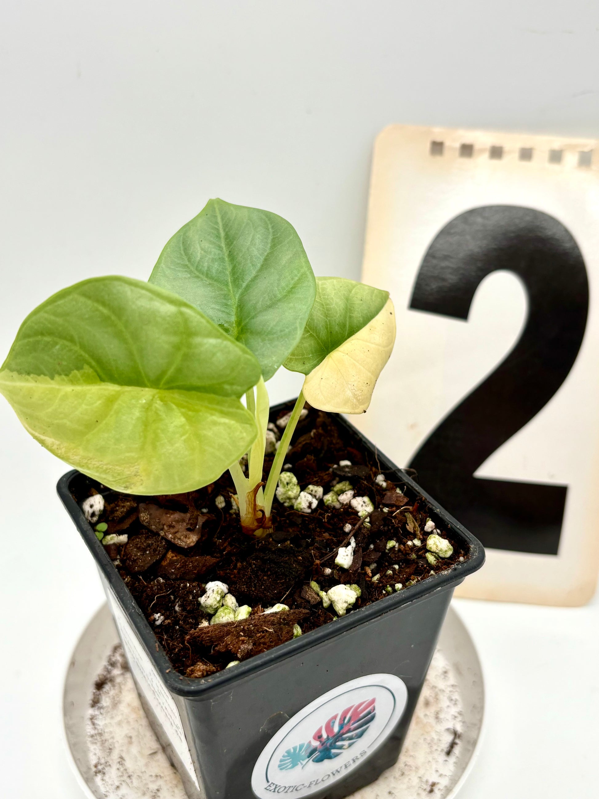 Alocasia Silver Dragon Aurea Variegata