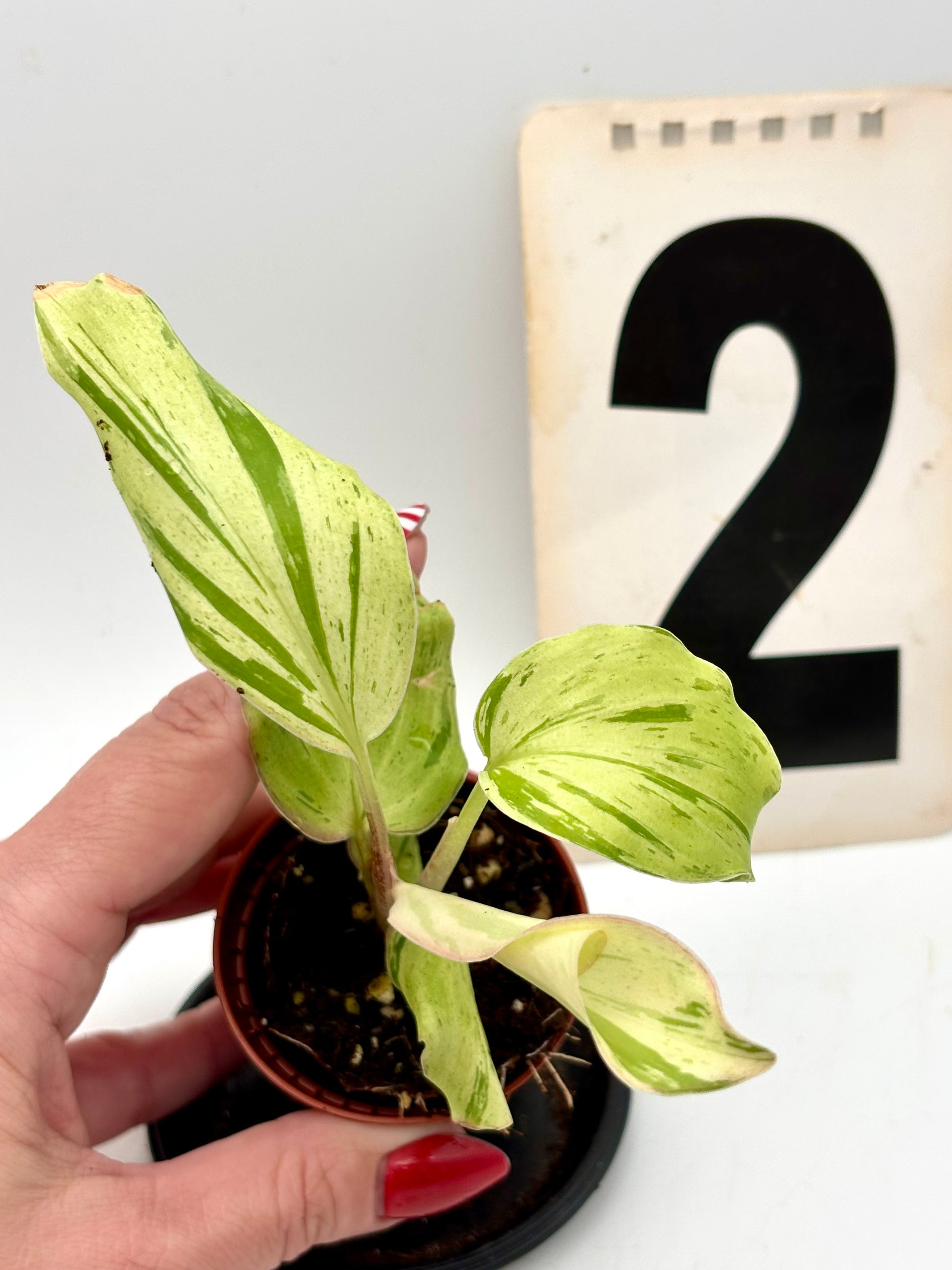 Kaempferia Pulchra Aurea Pink Variegata