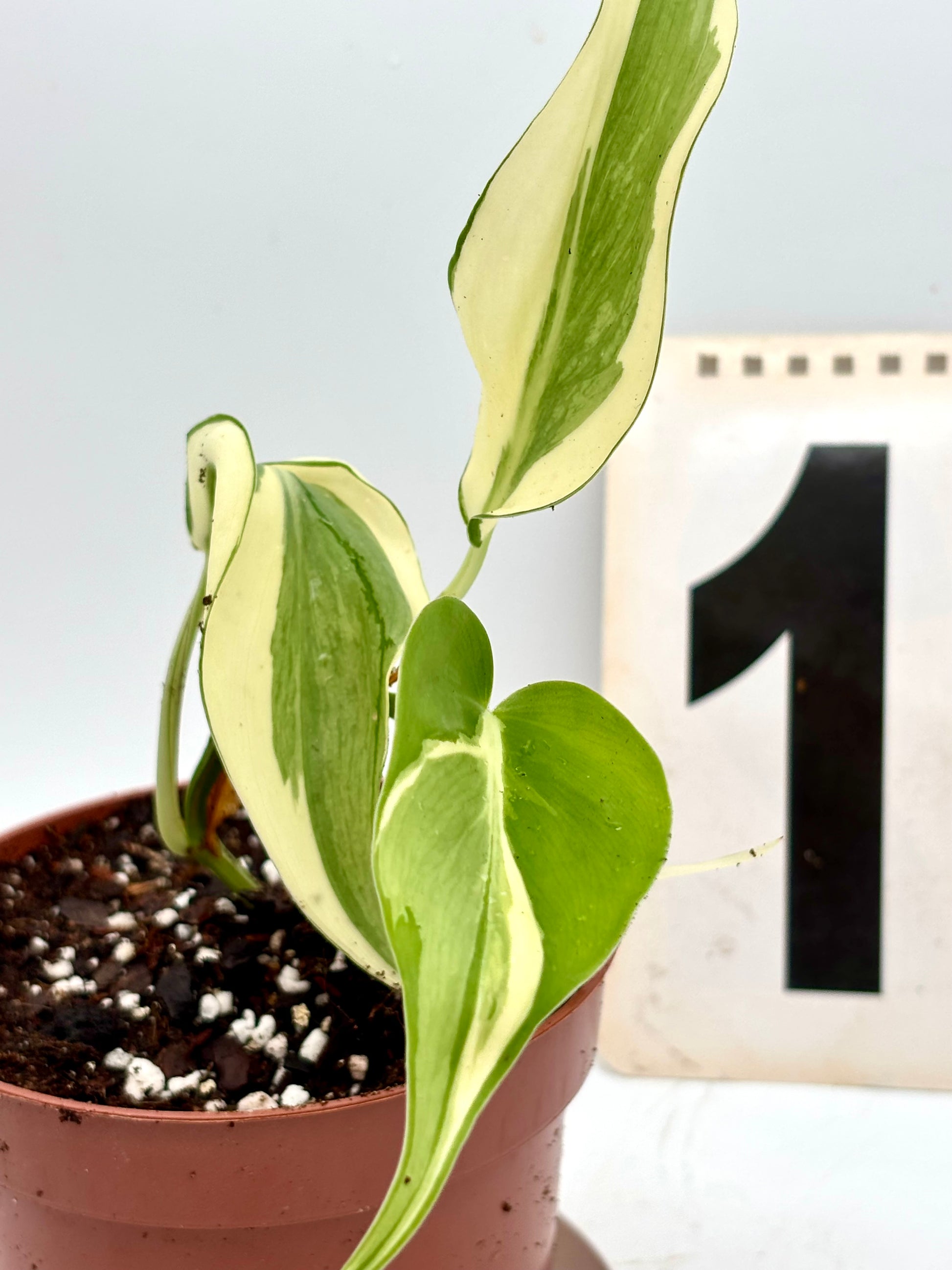 Philodendron Rio
