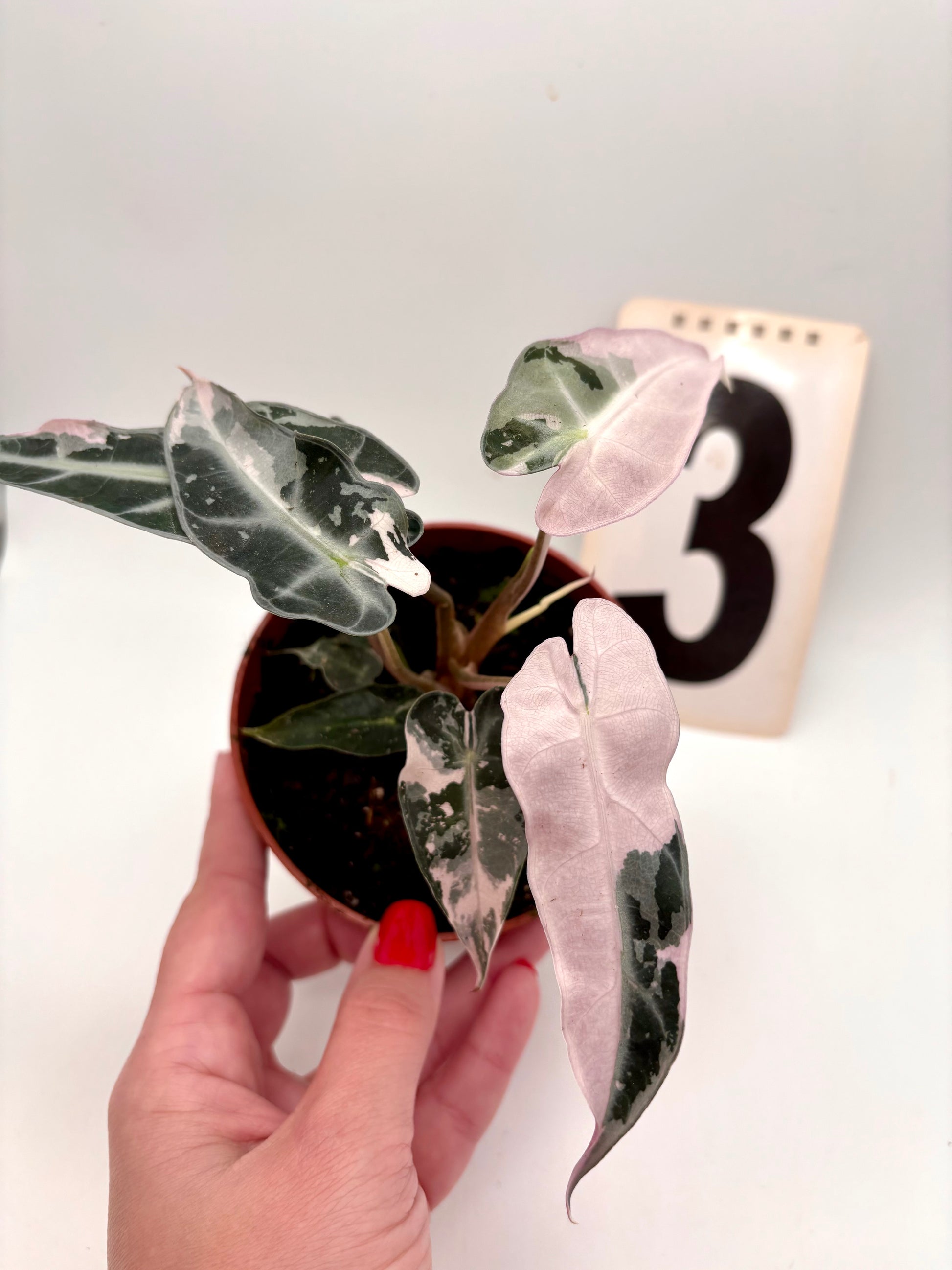 Alocasia Bambino Variegata