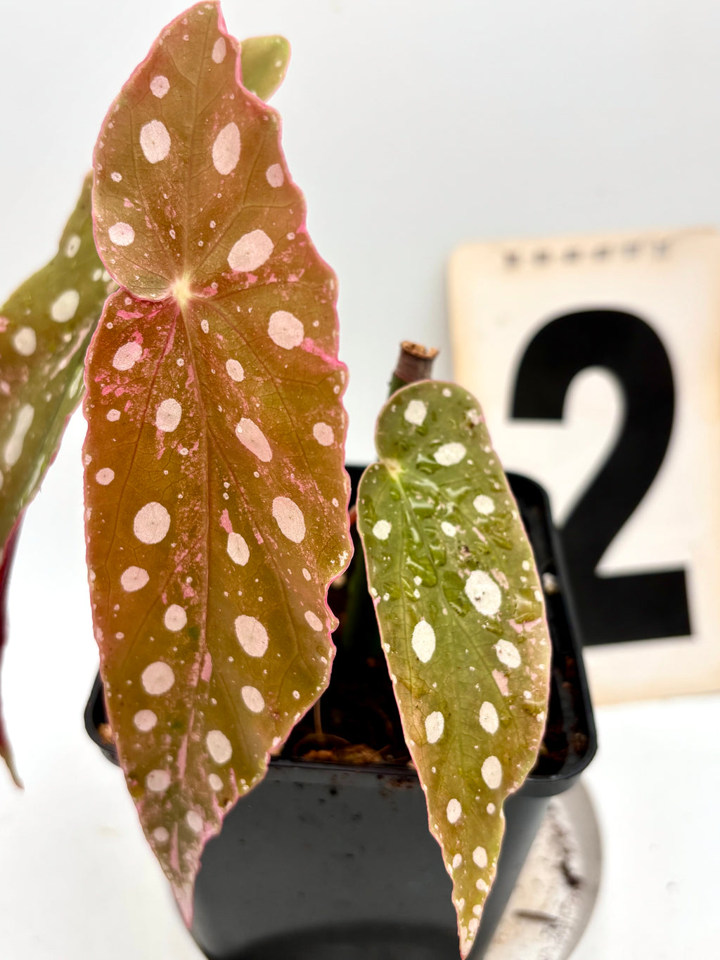 Begonia Maculata Pink Variegata