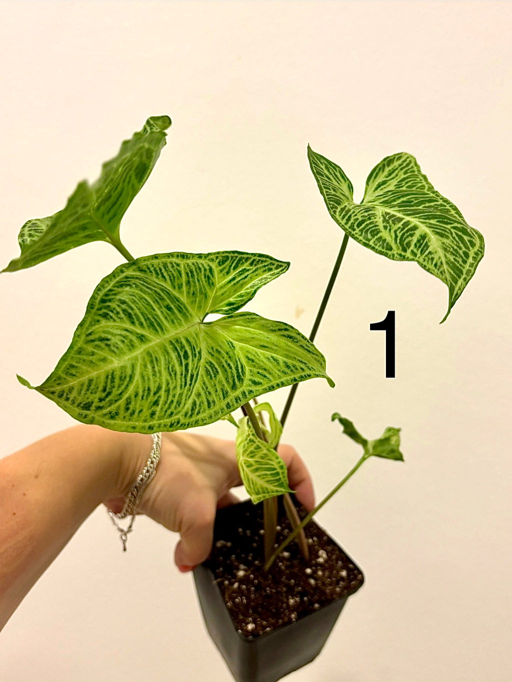 Syngonium Batik / Golden Venation