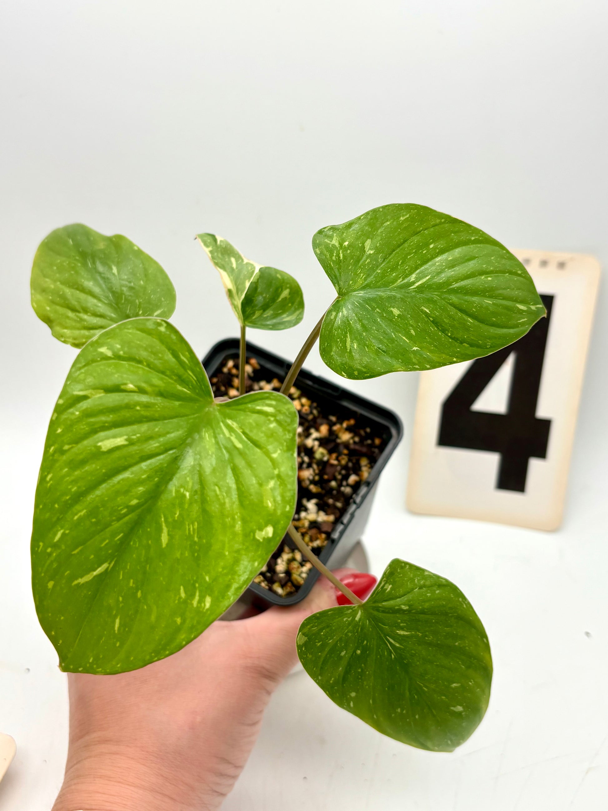 Homalomena Rubescens Variegata
