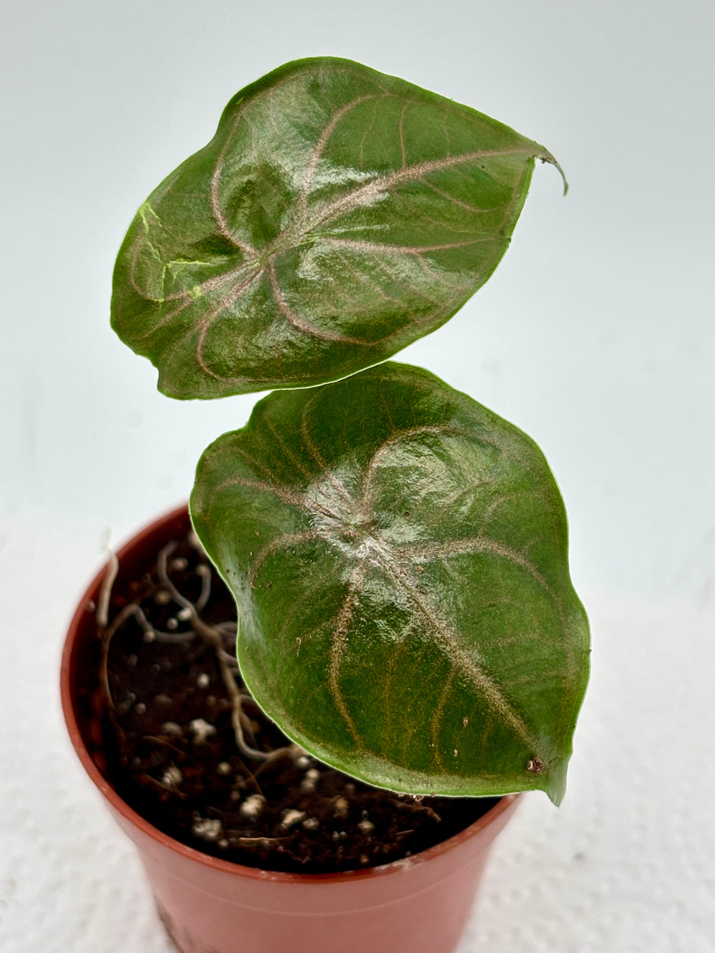 Alocasia Azlanii - Exotic-Flowers