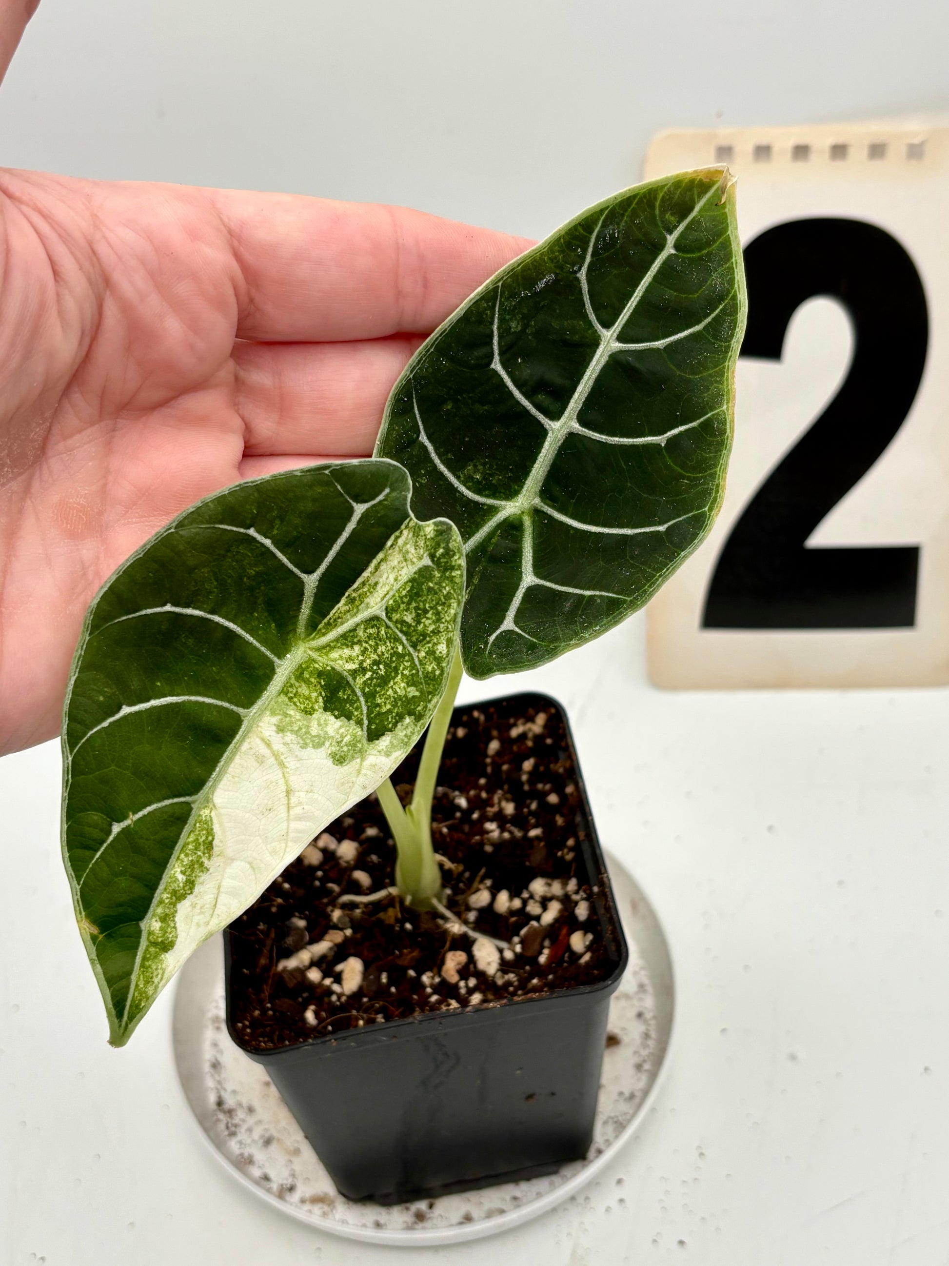 Alocasia Watsoniana Doff Variegata - Exotic-Flowers