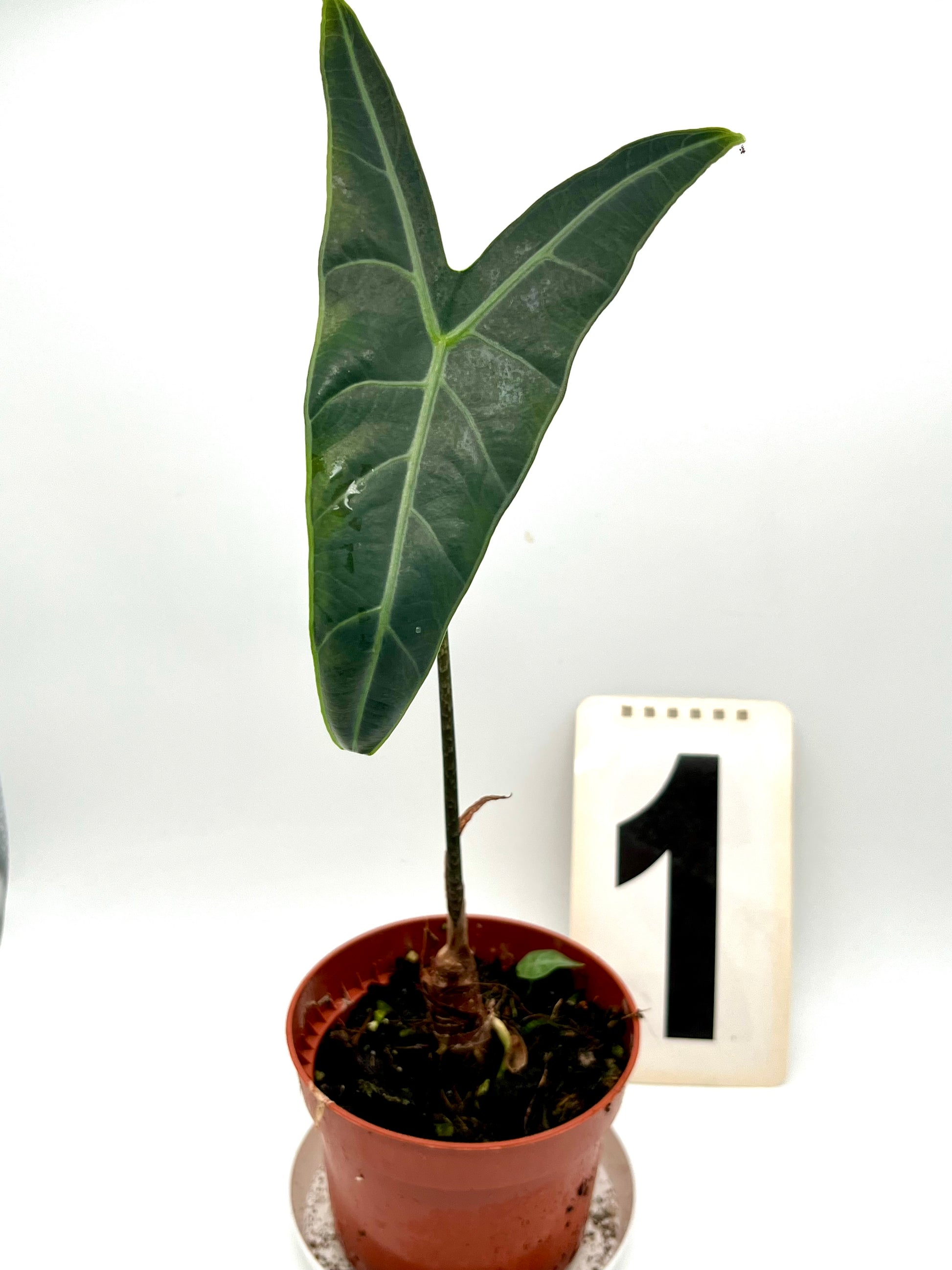 Alocasia Longiloba Silver