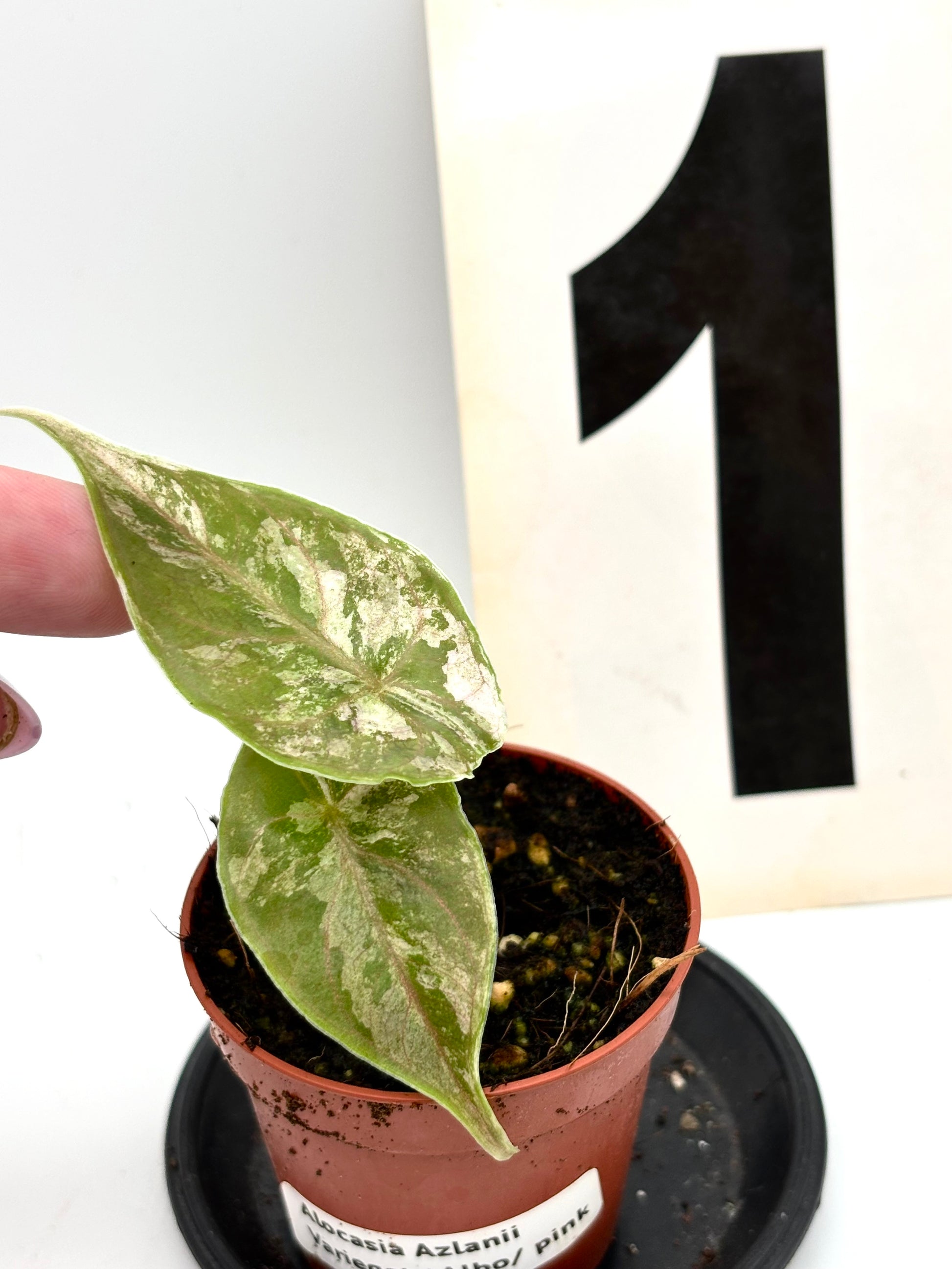 Alocasia Azlanii Variegata