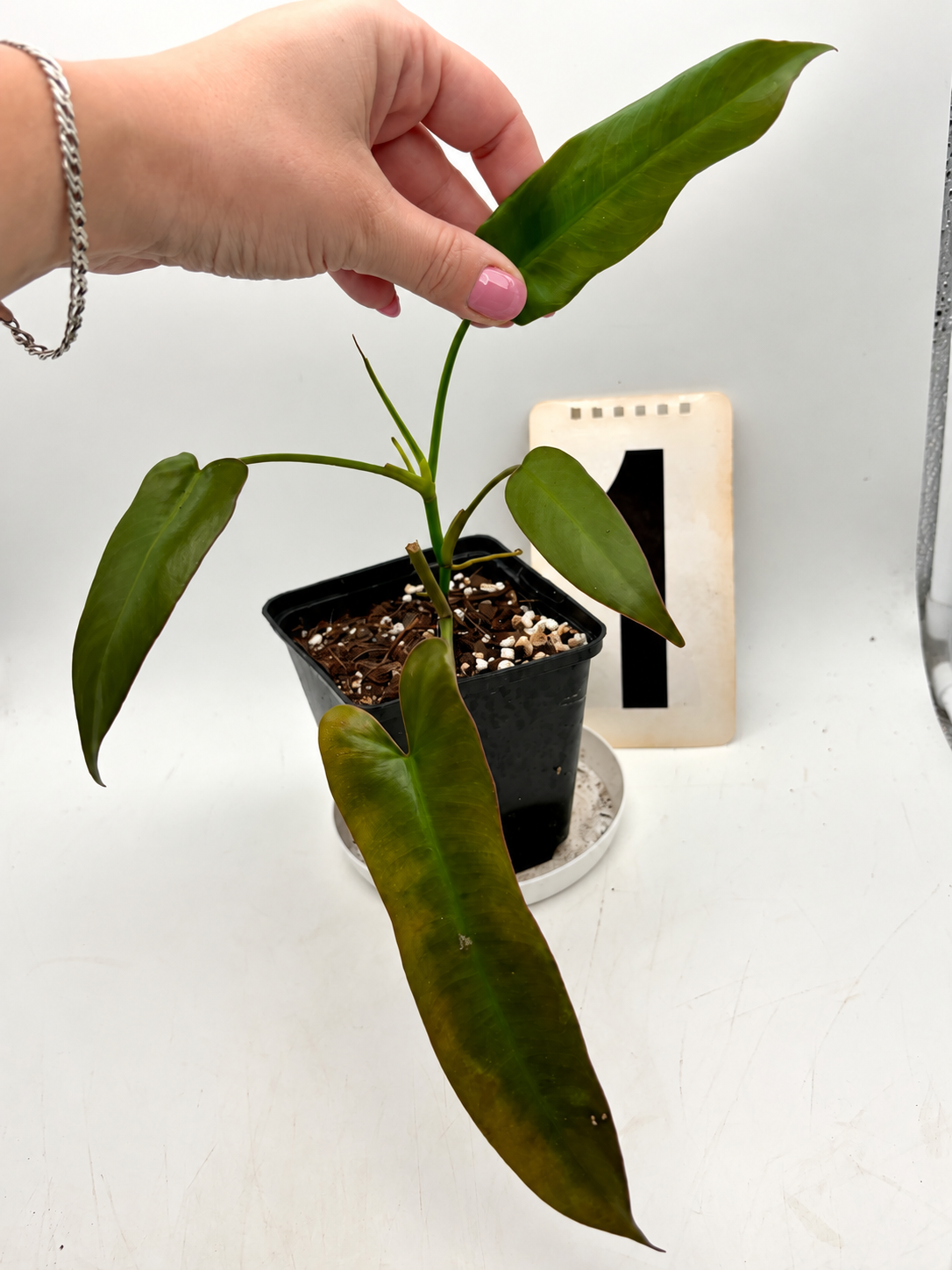 Grüner Philodendron Atabapoense von Exotic-Flowers mit großen, glänzenden Blättern auf weißem Hintergrund