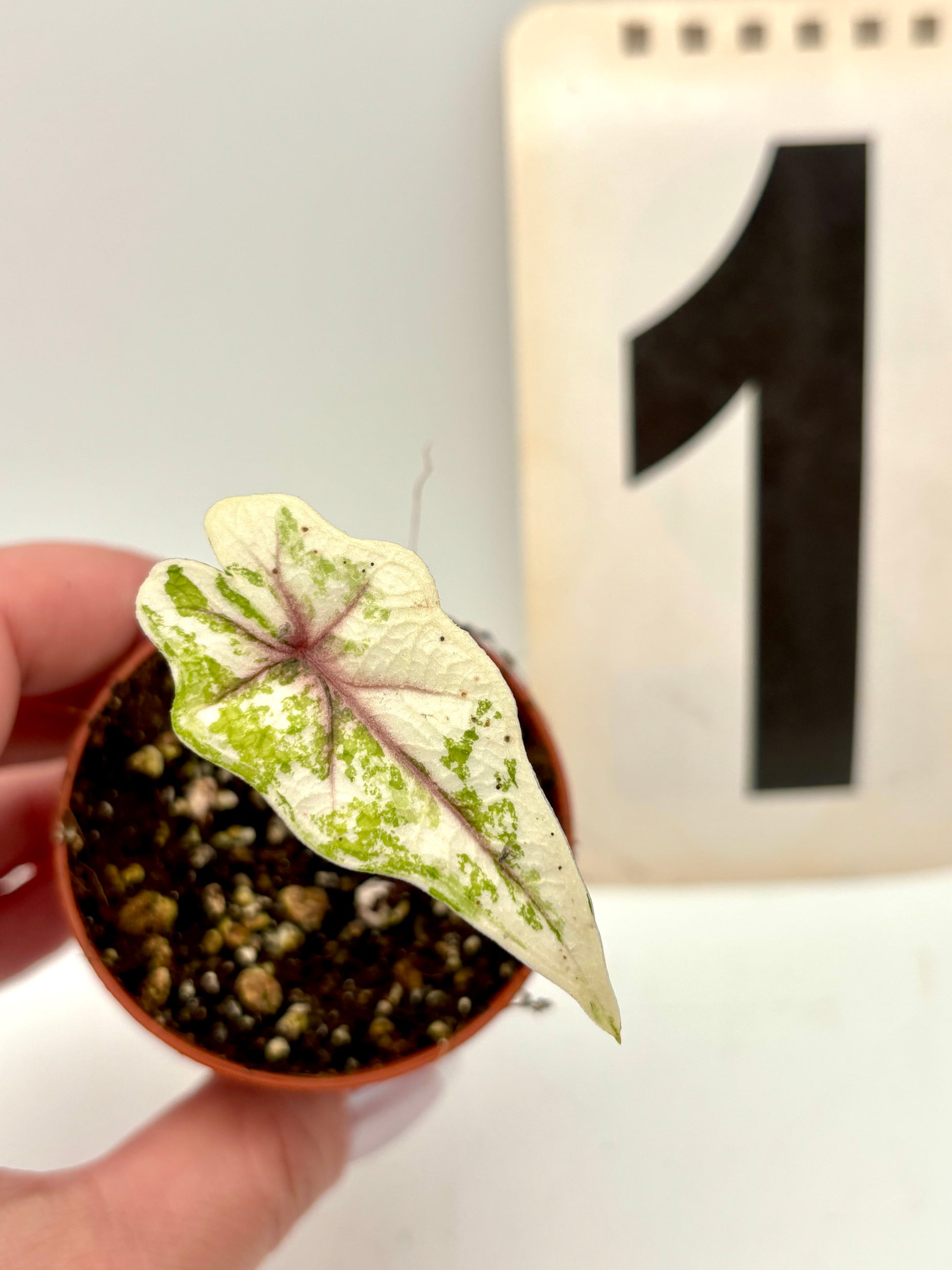 Alocasia Jacklyn Variegata Pflanze mit grün-weißen Blättern, große Blätter und exotisches Laub, im Topf auf einem Holztablett.