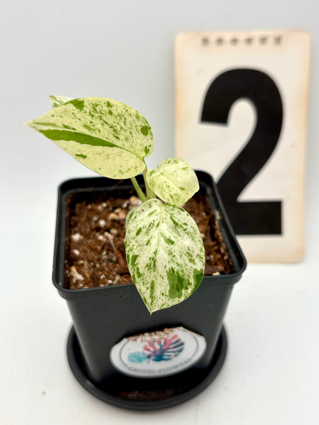 Epipremnum Pinnatum Marble Variegata Pflanze mit grünen und weißen variegierten Blättern, Zimmerpflanze von Exotic-Flowers