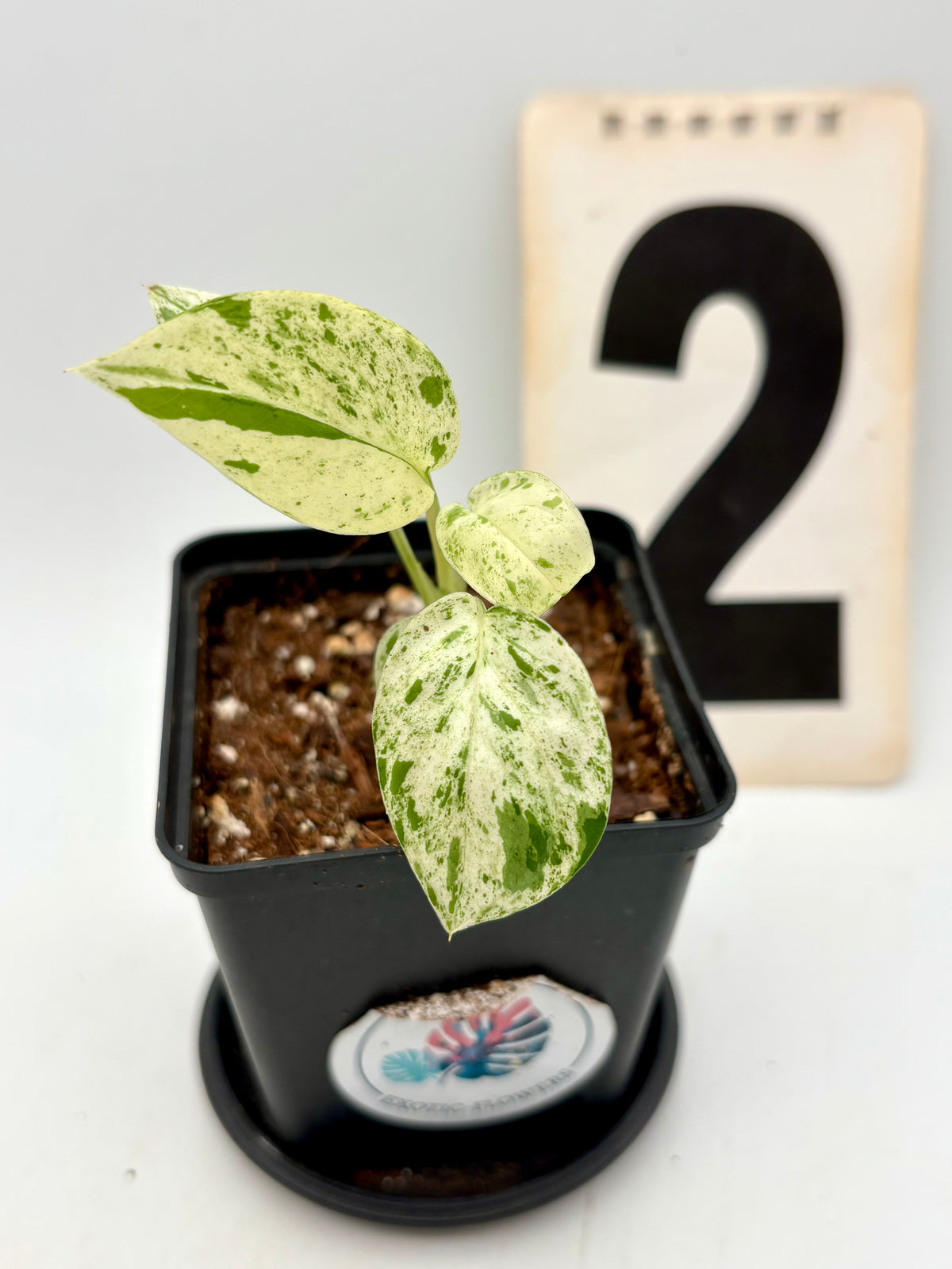 Epipremnum Pinnatum Marble Variegata Pflanze mit grünen und weißen variegierten Blättern, Zimmerpflanze von Exotic-Flowers