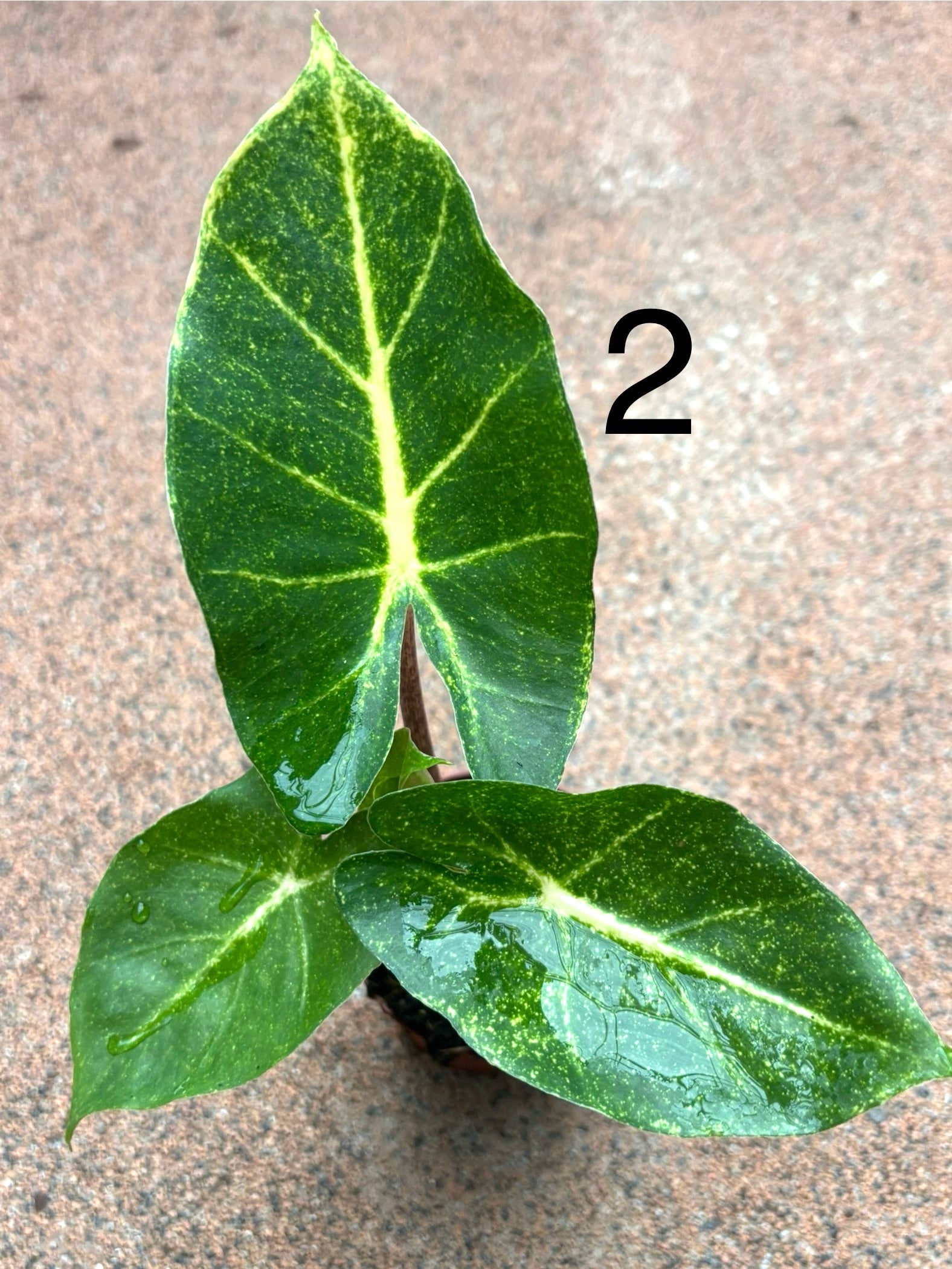 Alocasia New Guinea Gold Pflanze mit großen, grünen und goldenen Blättern, exotische Zimmerpflanze von Exotic-Flowers