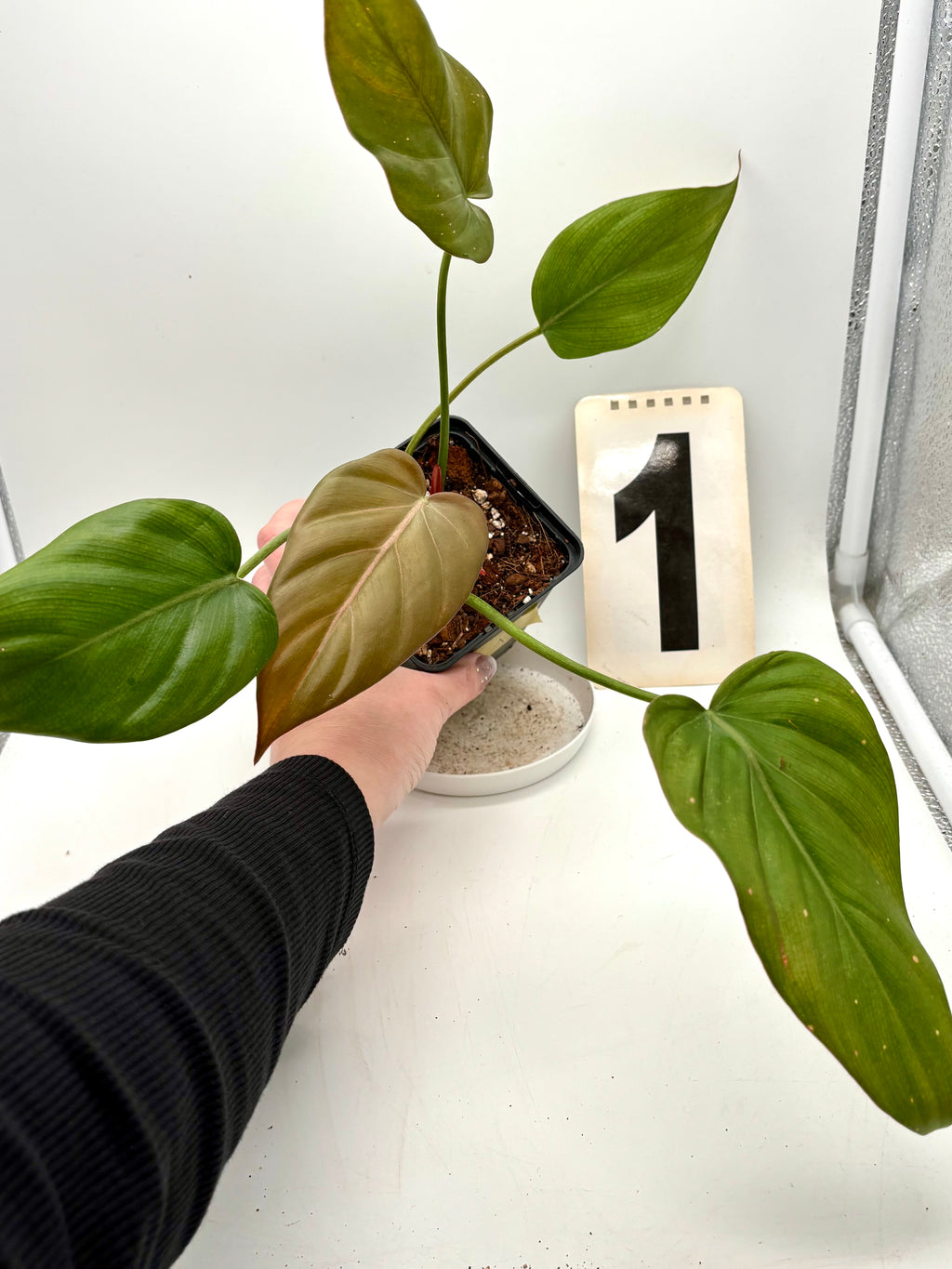 Grüner Philodendron Summer Glori von Exotic-Flowers mit großen, glänzenden Blättern auf einem Topf sitzend