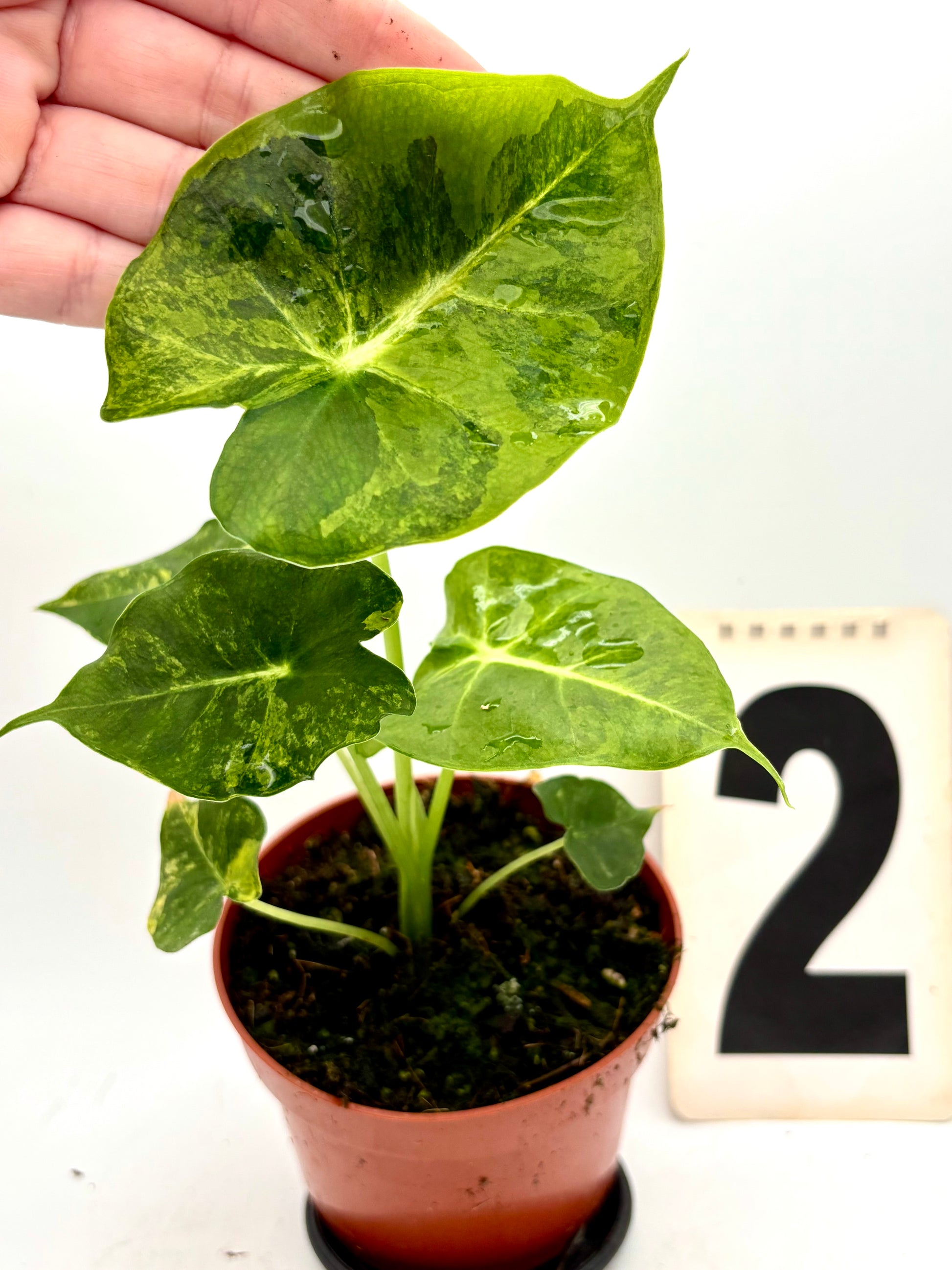 Alocasia London Eye Variegata