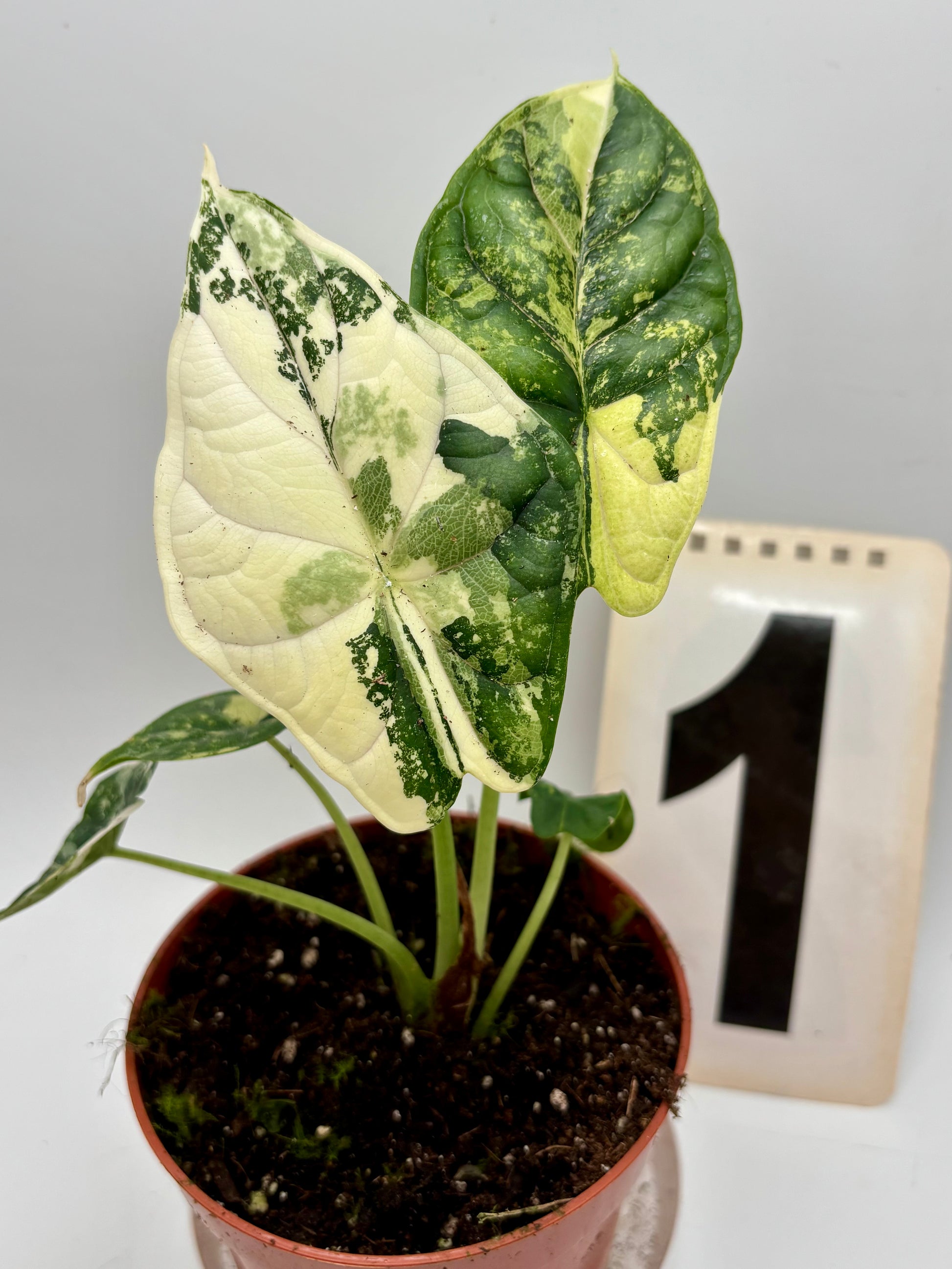Alocasia Dragon Scale Variegata