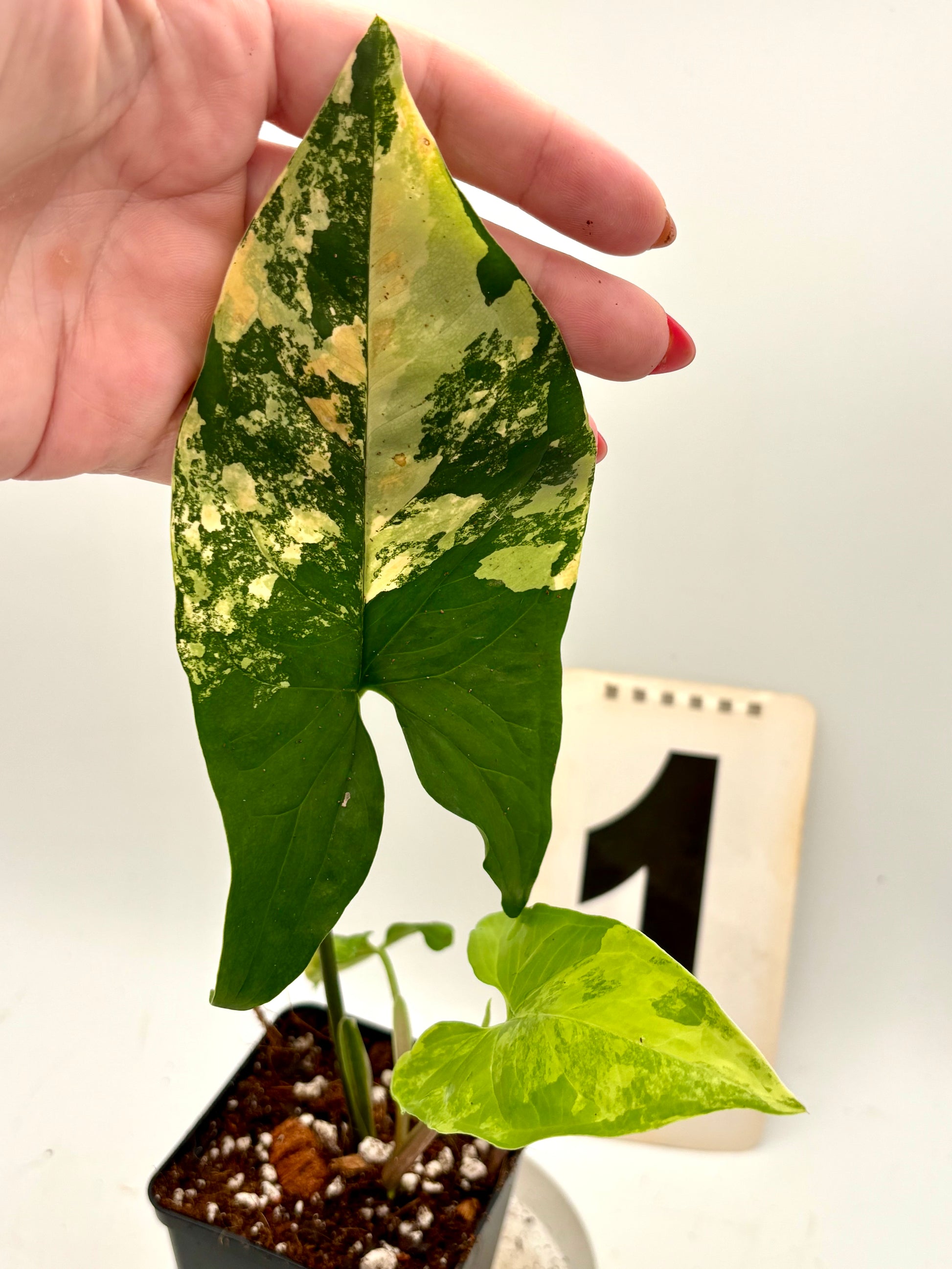Gelbe Syngonium Aurea Pflanze von Exotic-Flowers mit grünen Blättern und dekorativem Blattmuster.