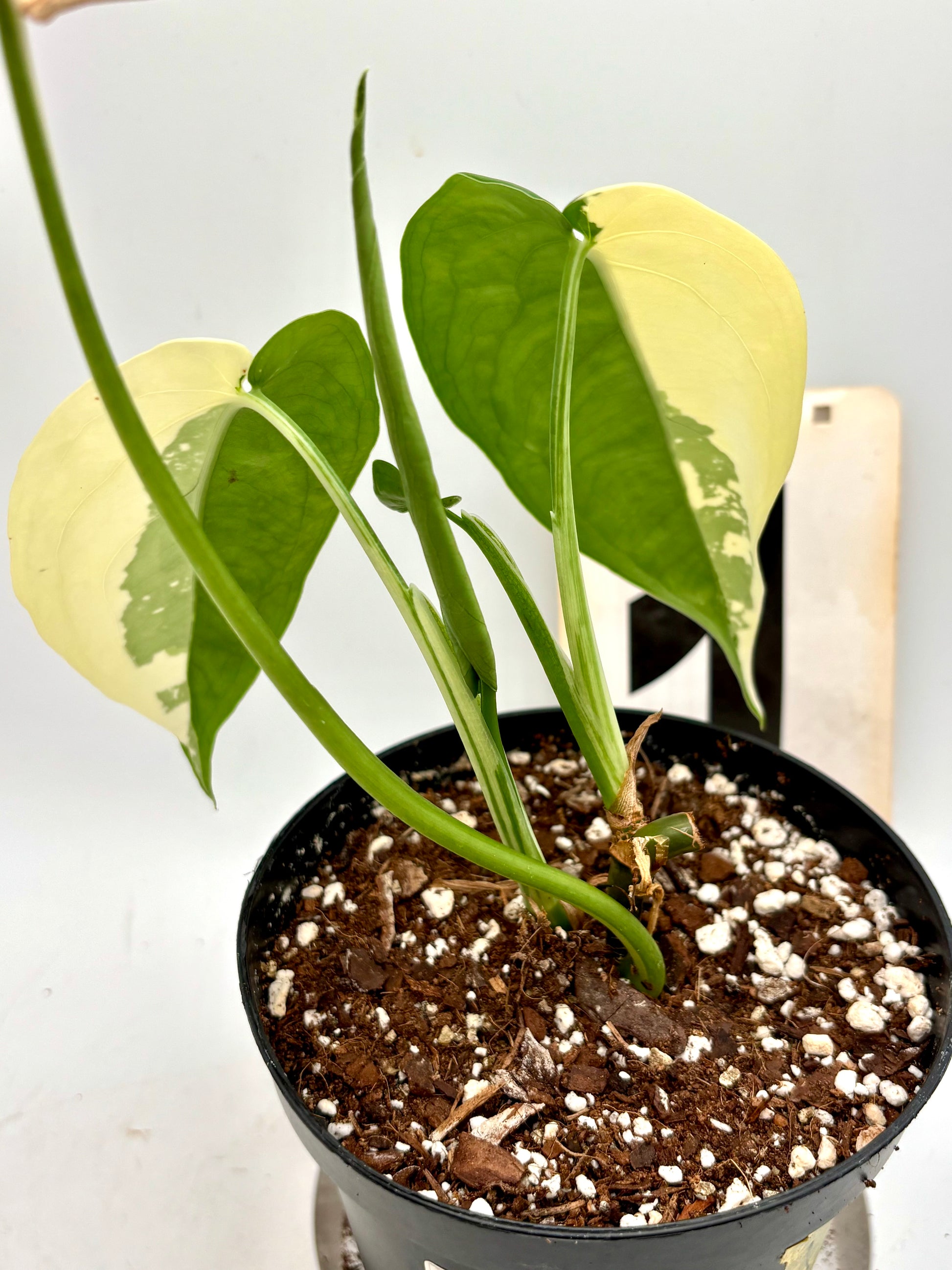 Syngonium Chiapense Variegata Pflanze von Exotic-Flowers mit grünen und weißen variegierten Blättern