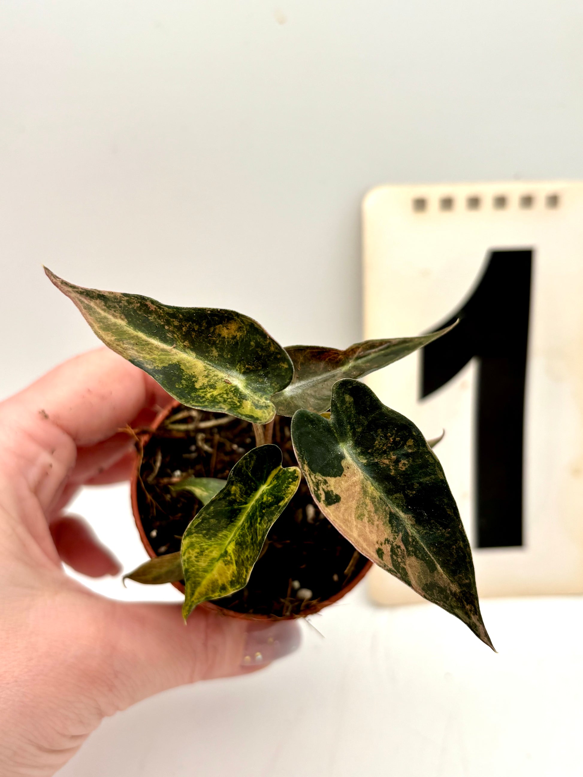Alocasia Bambino Aurea Variegata - Exotic-Flowers