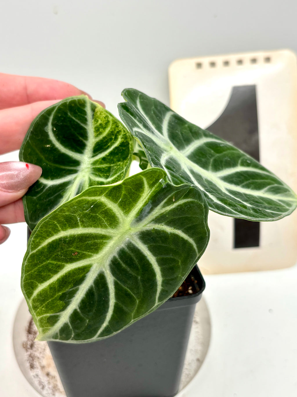 Alocasia Ninja Tricolor Variegata Pflanze mit grün-weißen Blättern, exotisches Zimmerpflanzen-Design, von Exotic-Flowers