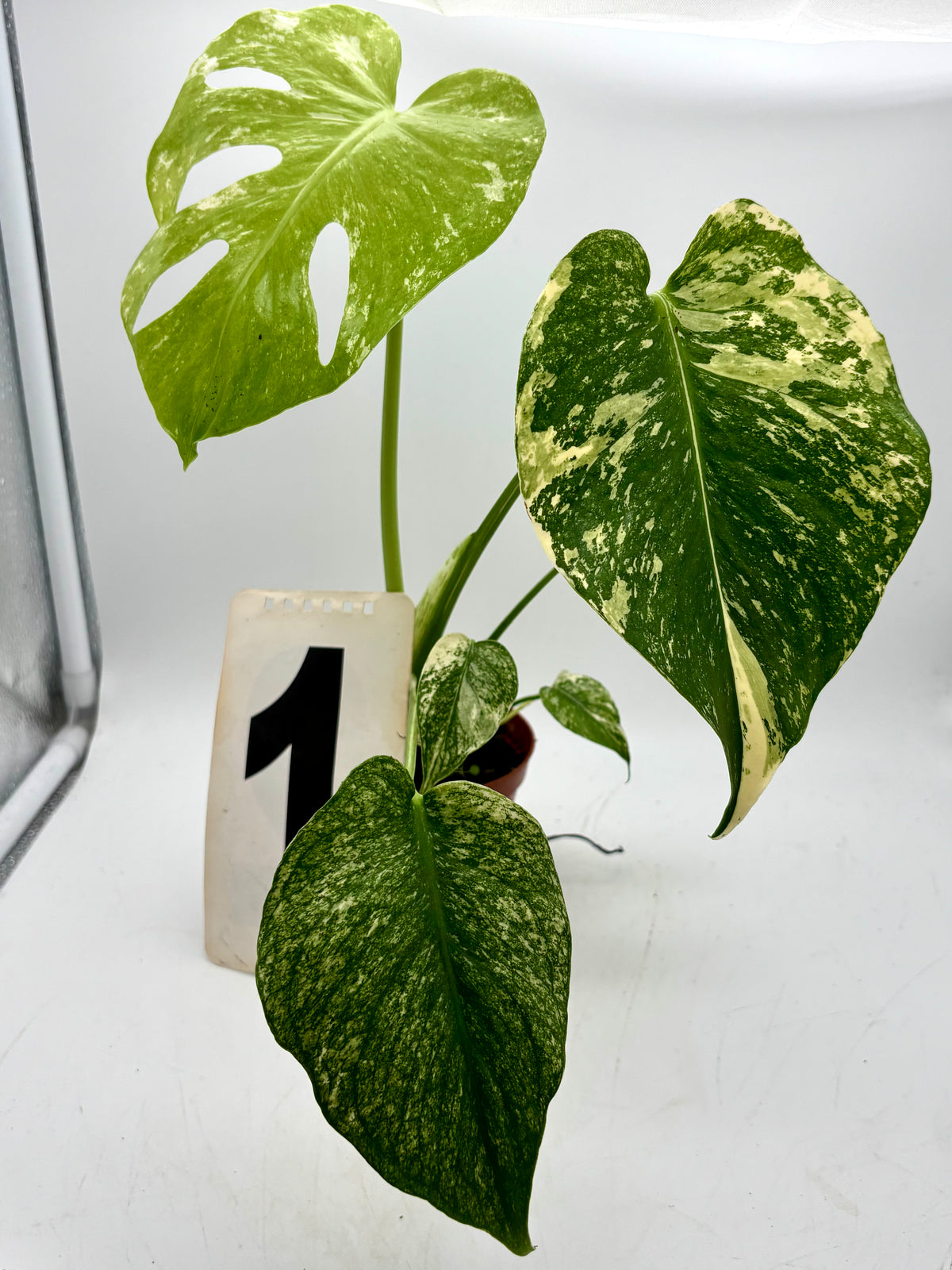 Exotische Monstera Mint Variegata Pflanze mit grünen und weißen Blättern, von Exotic-Flowers.