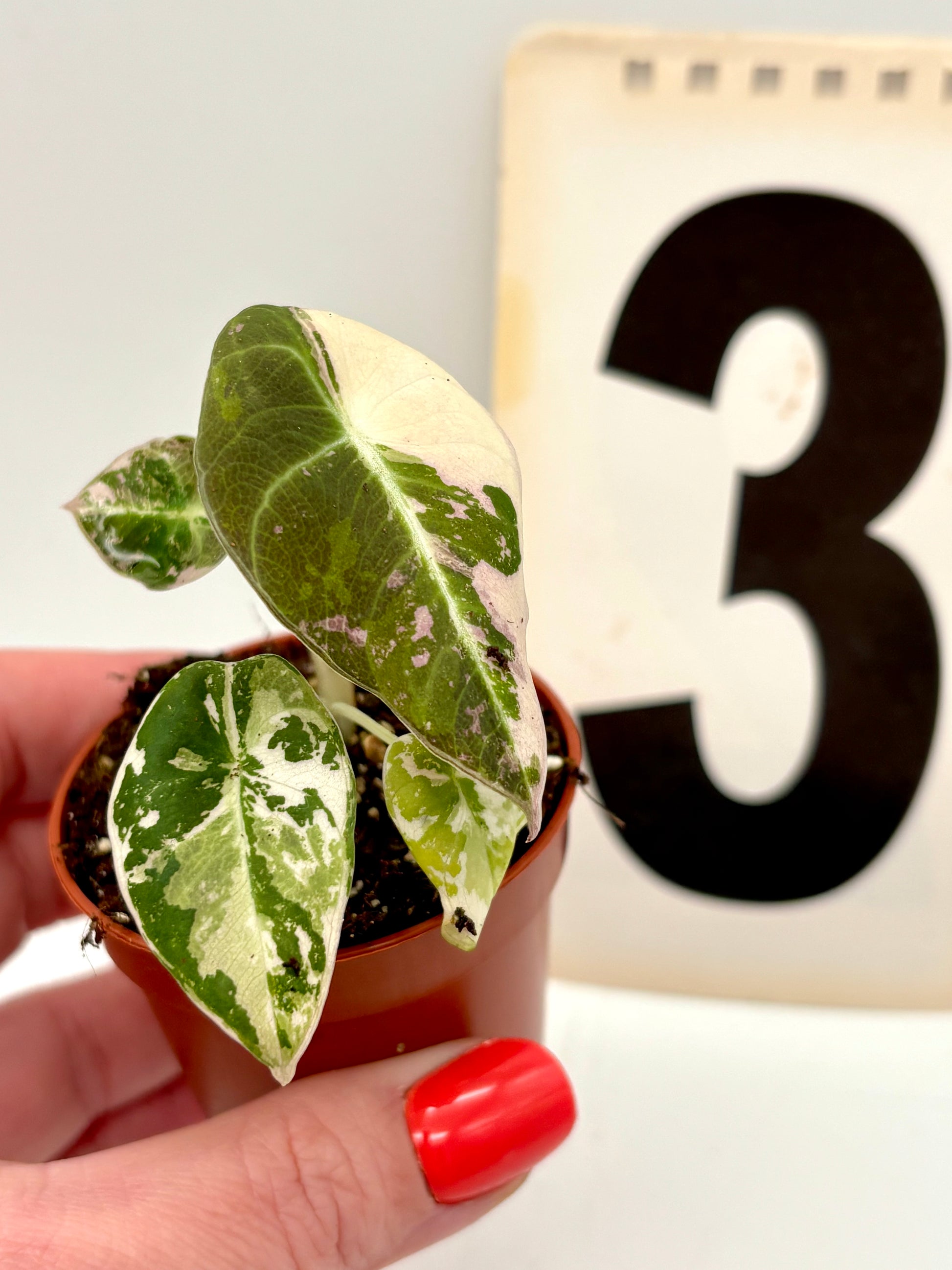Alocasia Black Velvet Variegata
