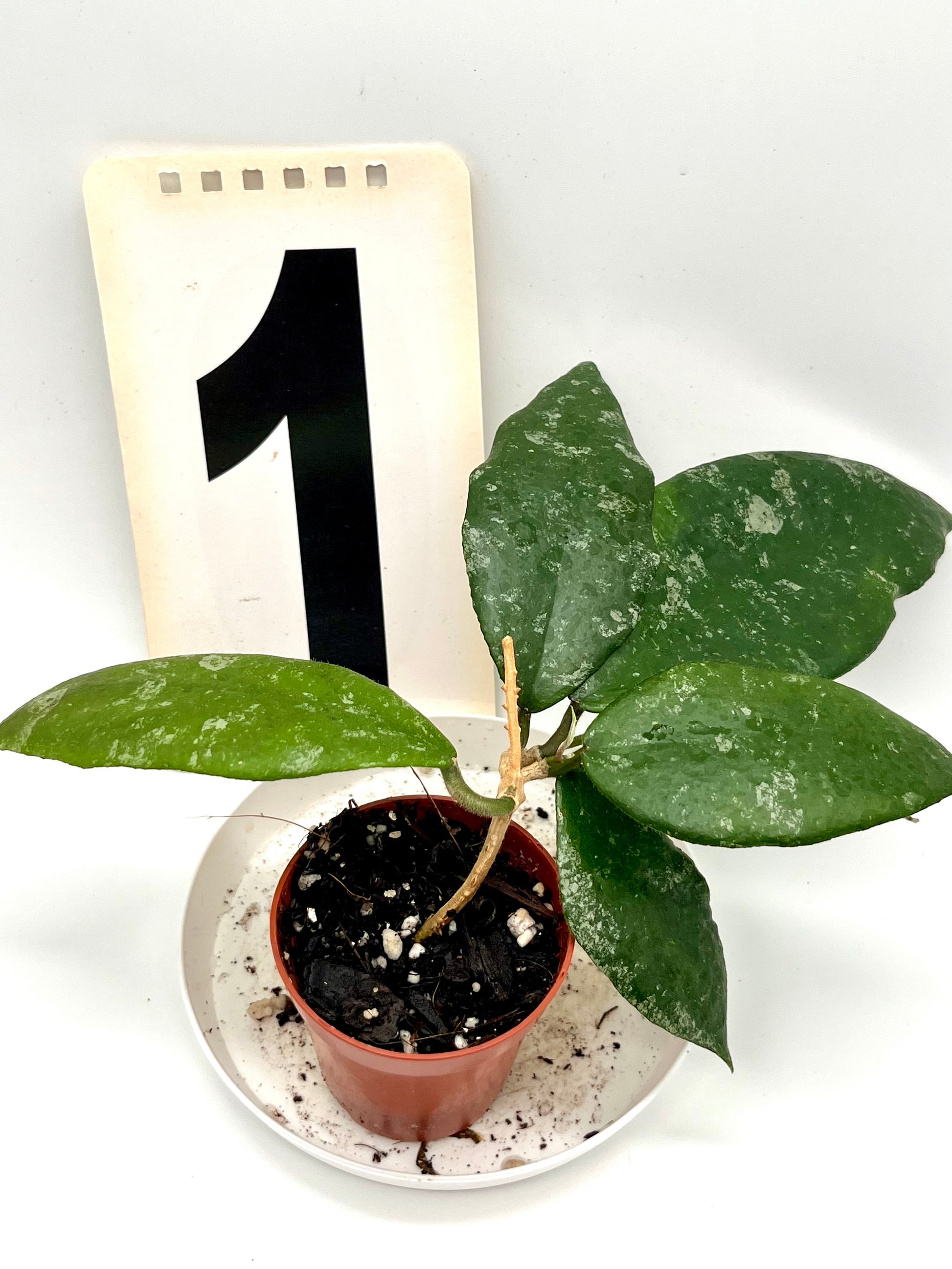 Hoya Caudata Silver