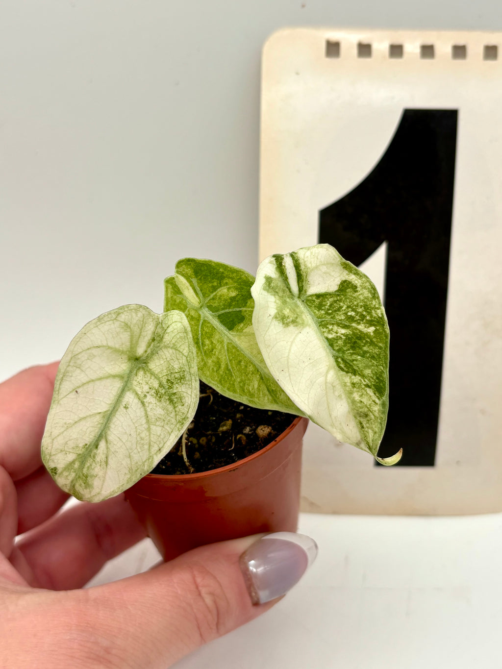 Alocasia Watsoniana Variegata Pflanze von Exotic-Flowers mit glänzenden, variegierten grünen Blättern
