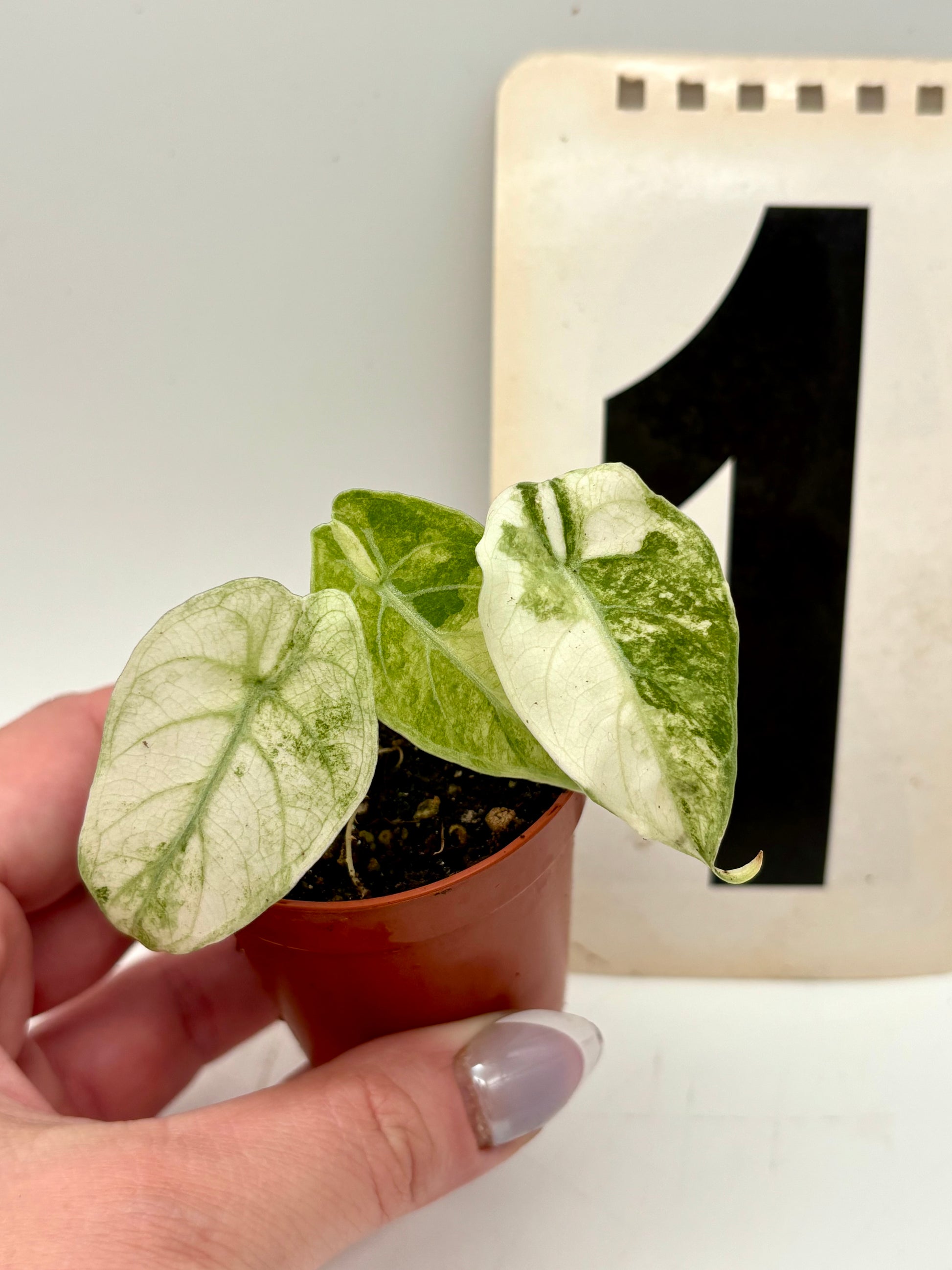 Alocasia Watsoniana Variegata Pflanze von Exotic-Flowers mit glänzenden, variegierten grünen Blättern