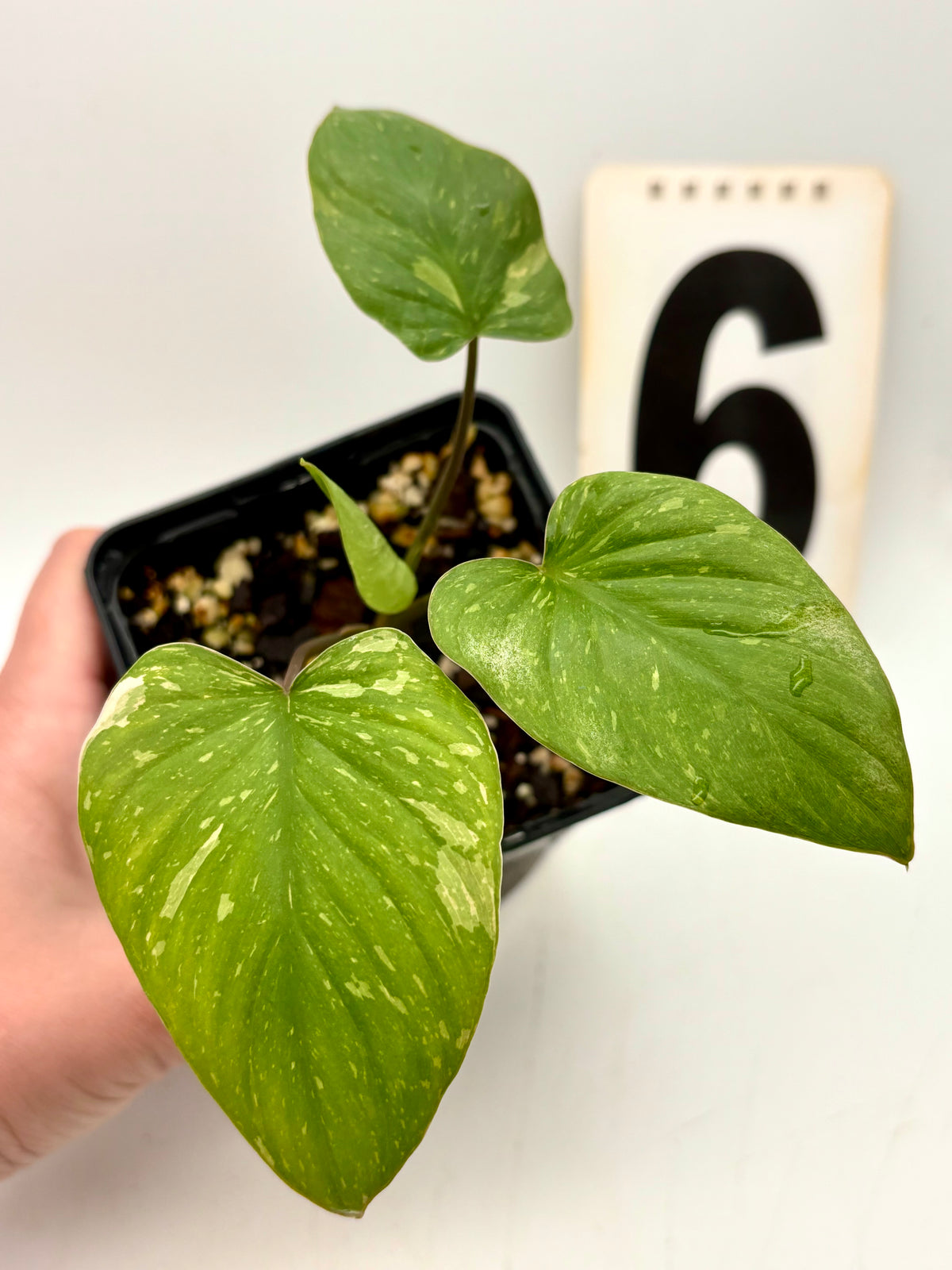 Homalomena Rubescens Variegata