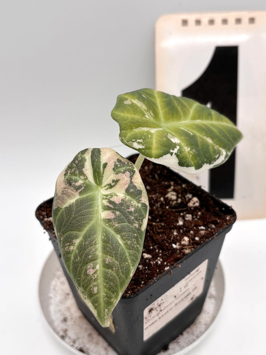 Alocasia Maharani Variegata