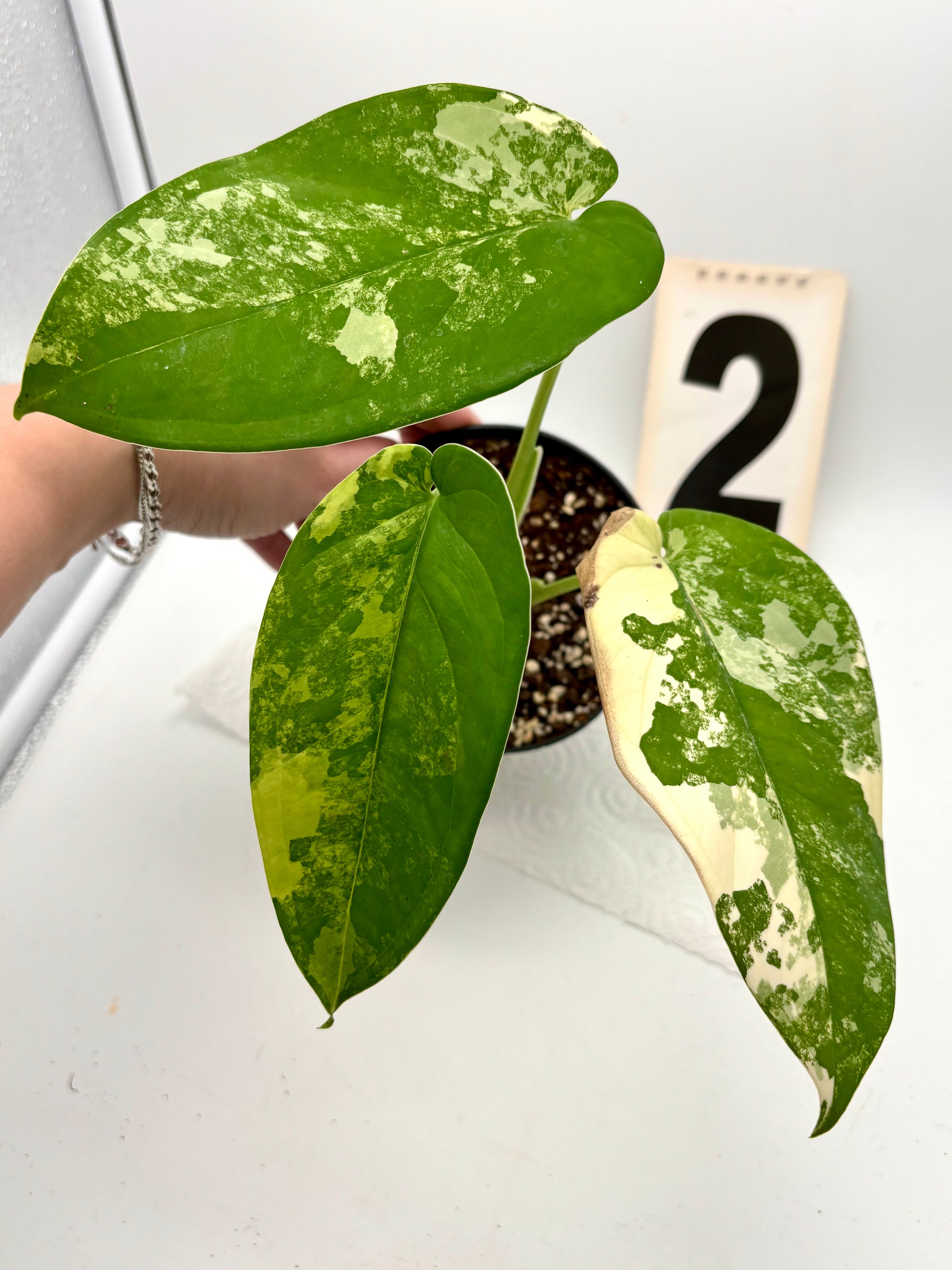 Syngonium Chiapense Variegata