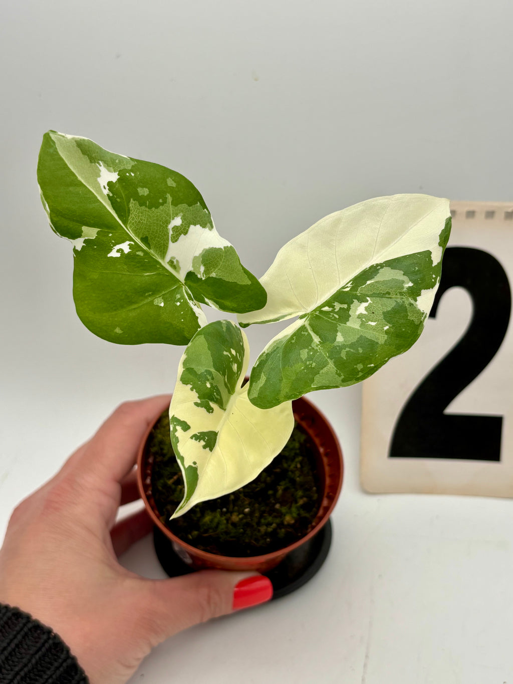 Alocasia Macrorrhiza Albo Variegata - Exotic-Flowers