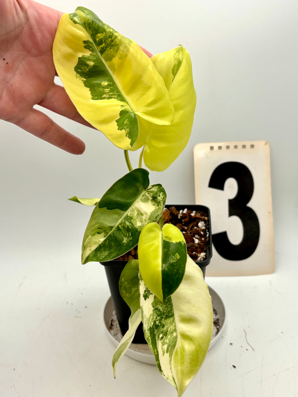 Philodendron Burle Marx Variegata