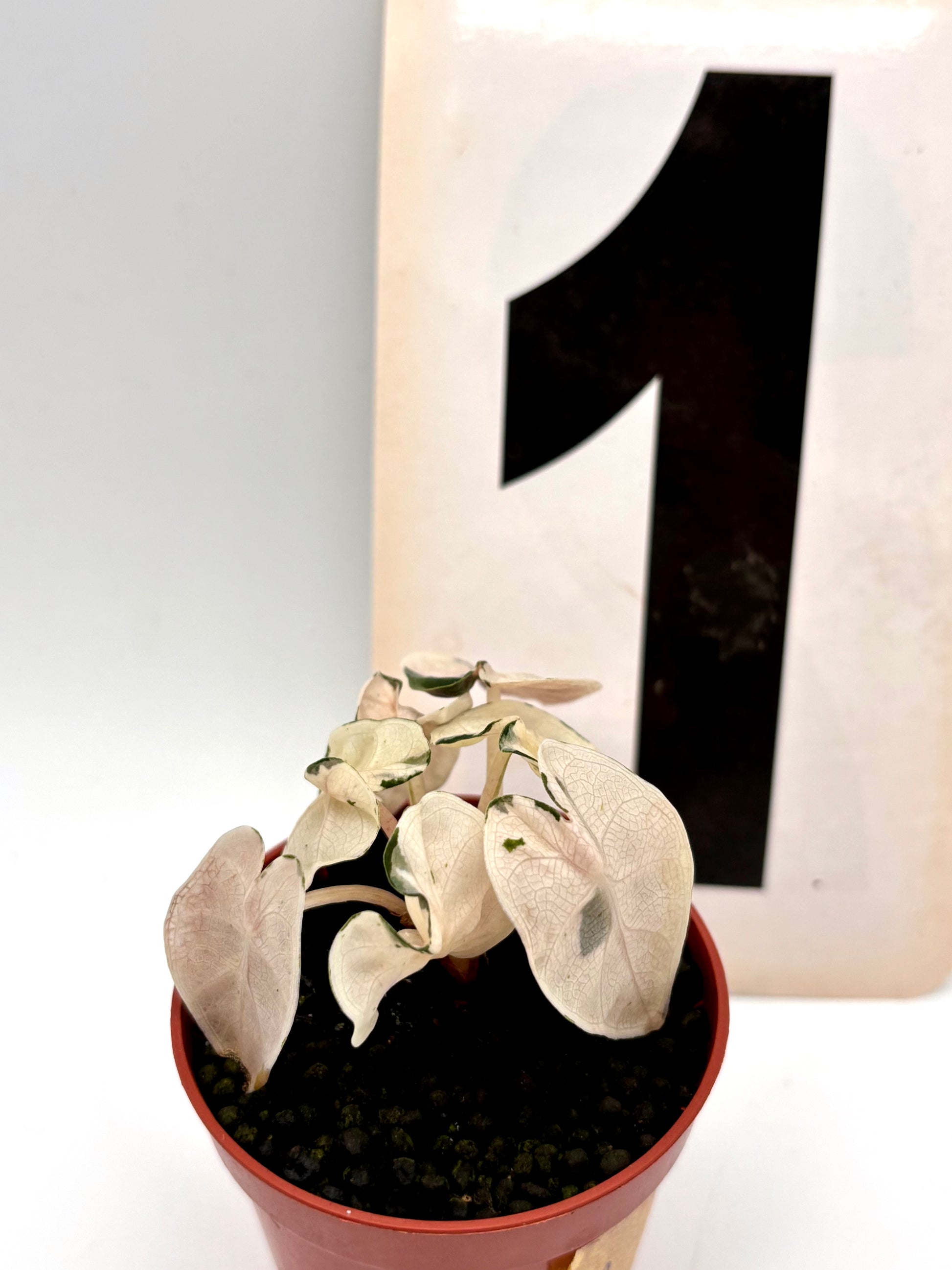 Alocasia Balloon Heart Variegata