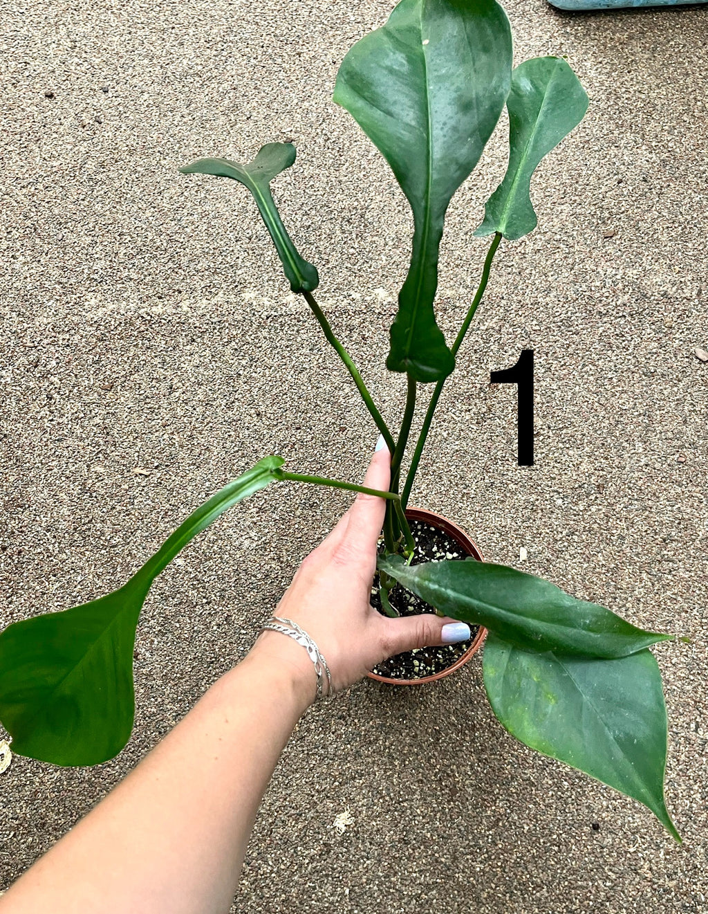 Philodendron Joepii