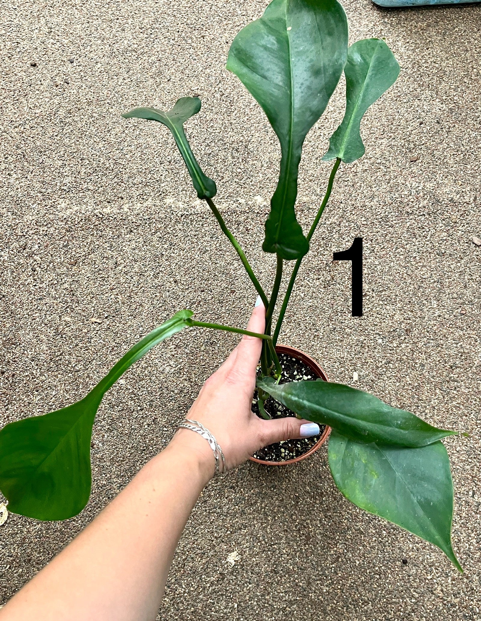 Philodendron Joepii
