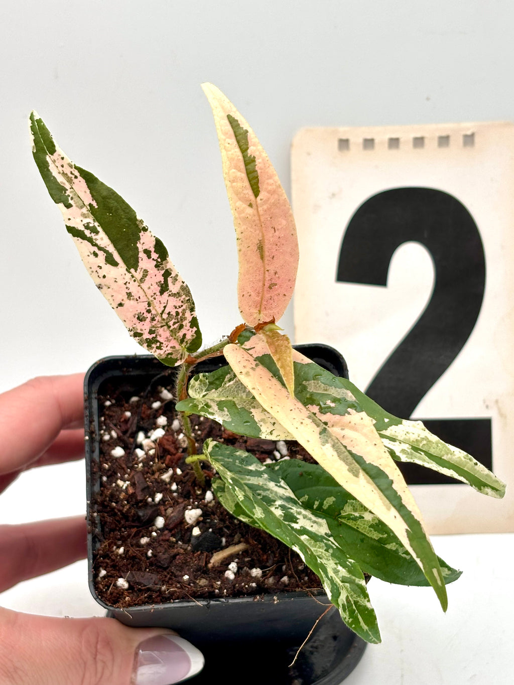 Ficus Sagittata Pink Variegata