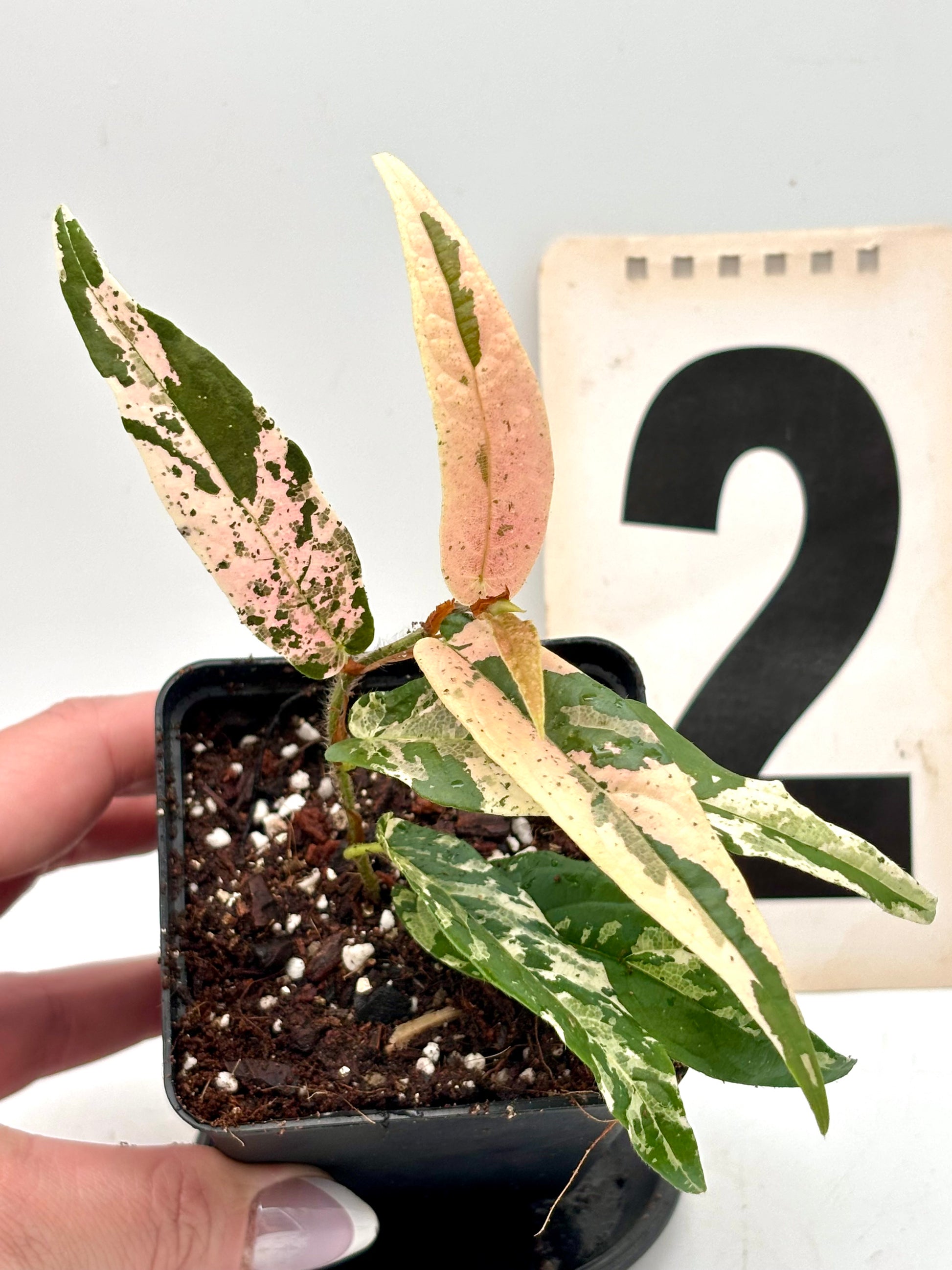 Ficus Sagittata Pink Variegata