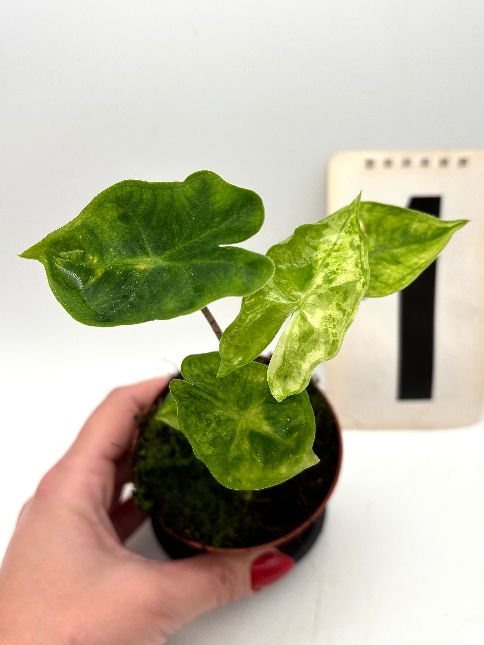 Alocasia Batwing Variegata