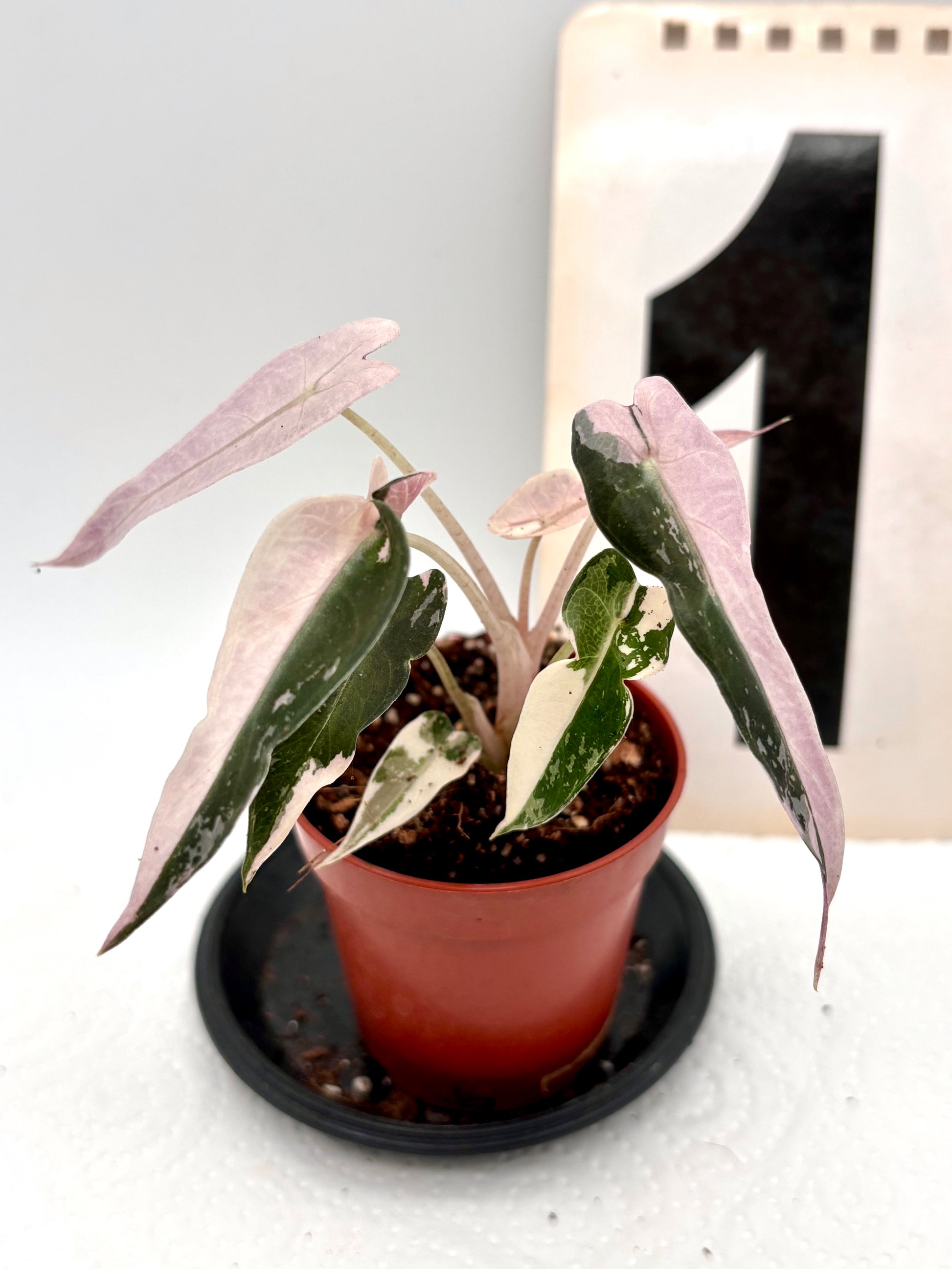Alocasia Bambino Variegata