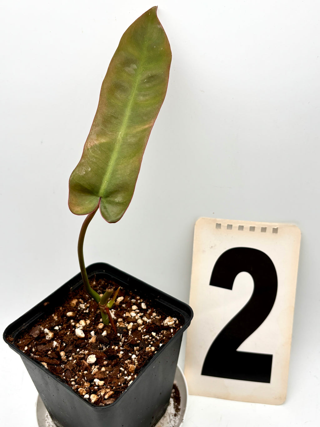Philodendron Atabapoense