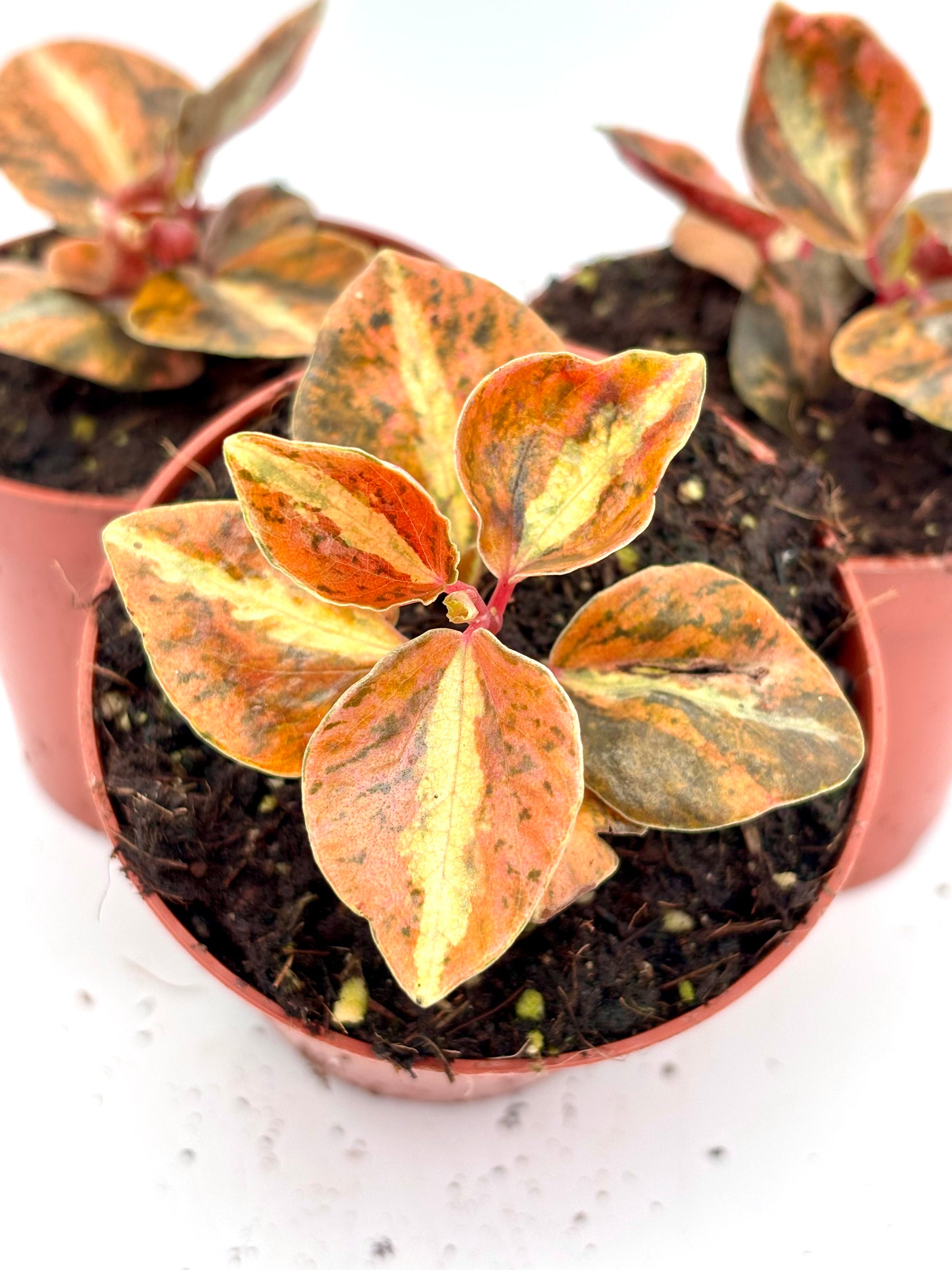 Peperomia Creme Brulee Pflanze von Exotic-Flowers mit grünen Blättern und cremefarbenen Mustern, in Topf auf weißem Hintergrund