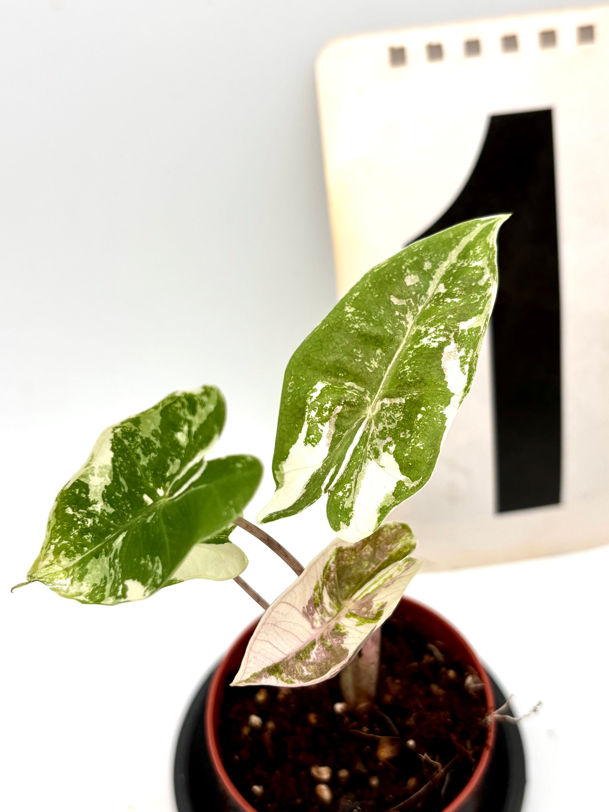 Alocasia Pseudo Sanderiana Pink Variegata