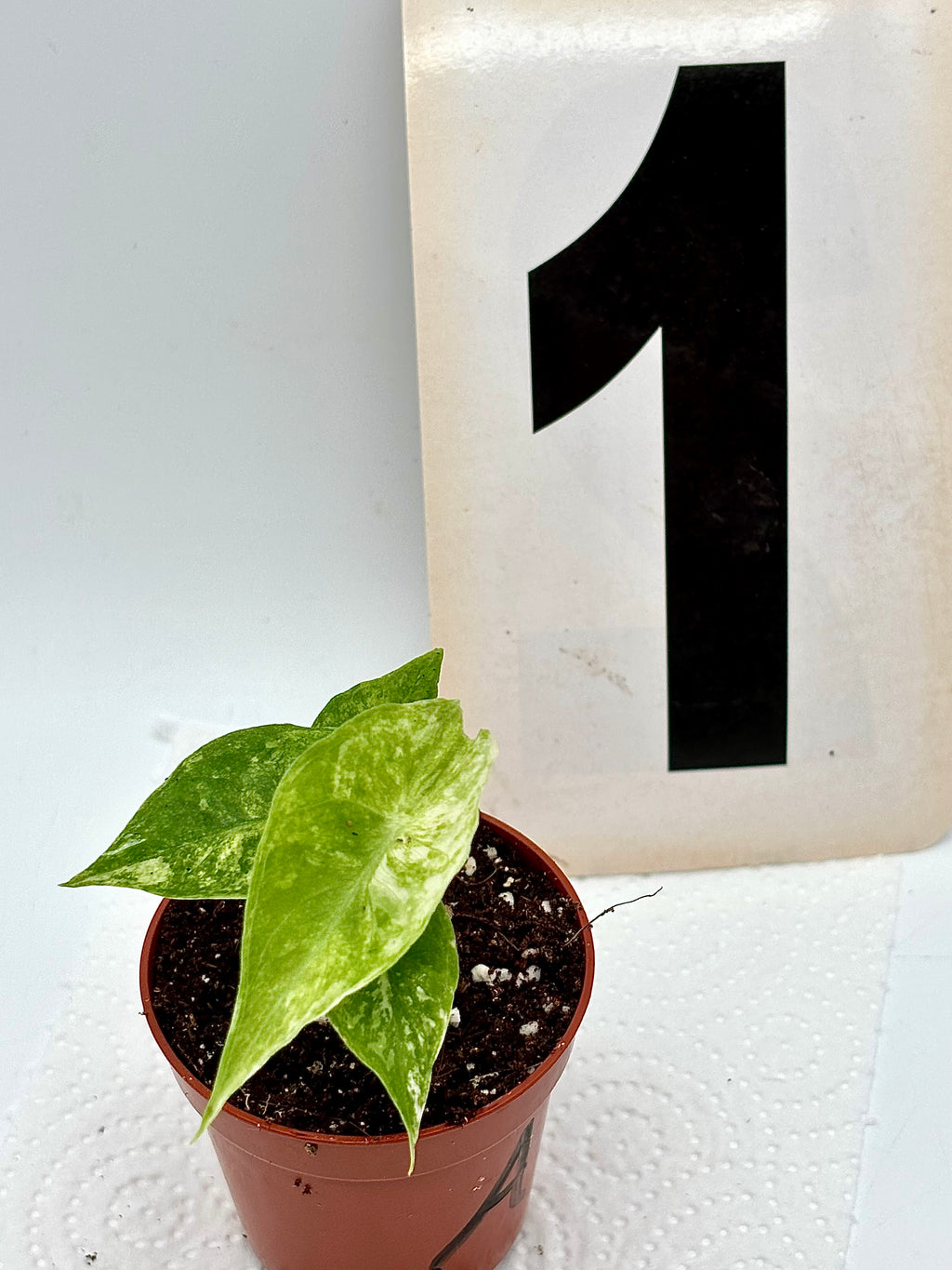 Alocasia Nairobi Night Variegata