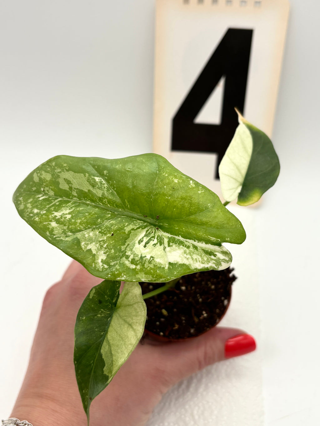 Alocasia Simpo Albo Variegata