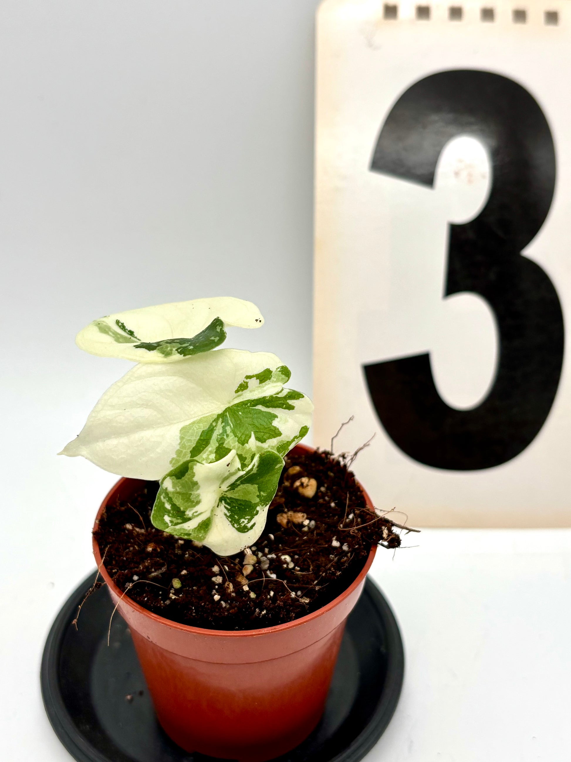 Alocasia Melo Albo Variegata Pflanze mit weißen und grünen Blättern, von Exotic-Flowers, Nahaufnahme der Blattmuster.