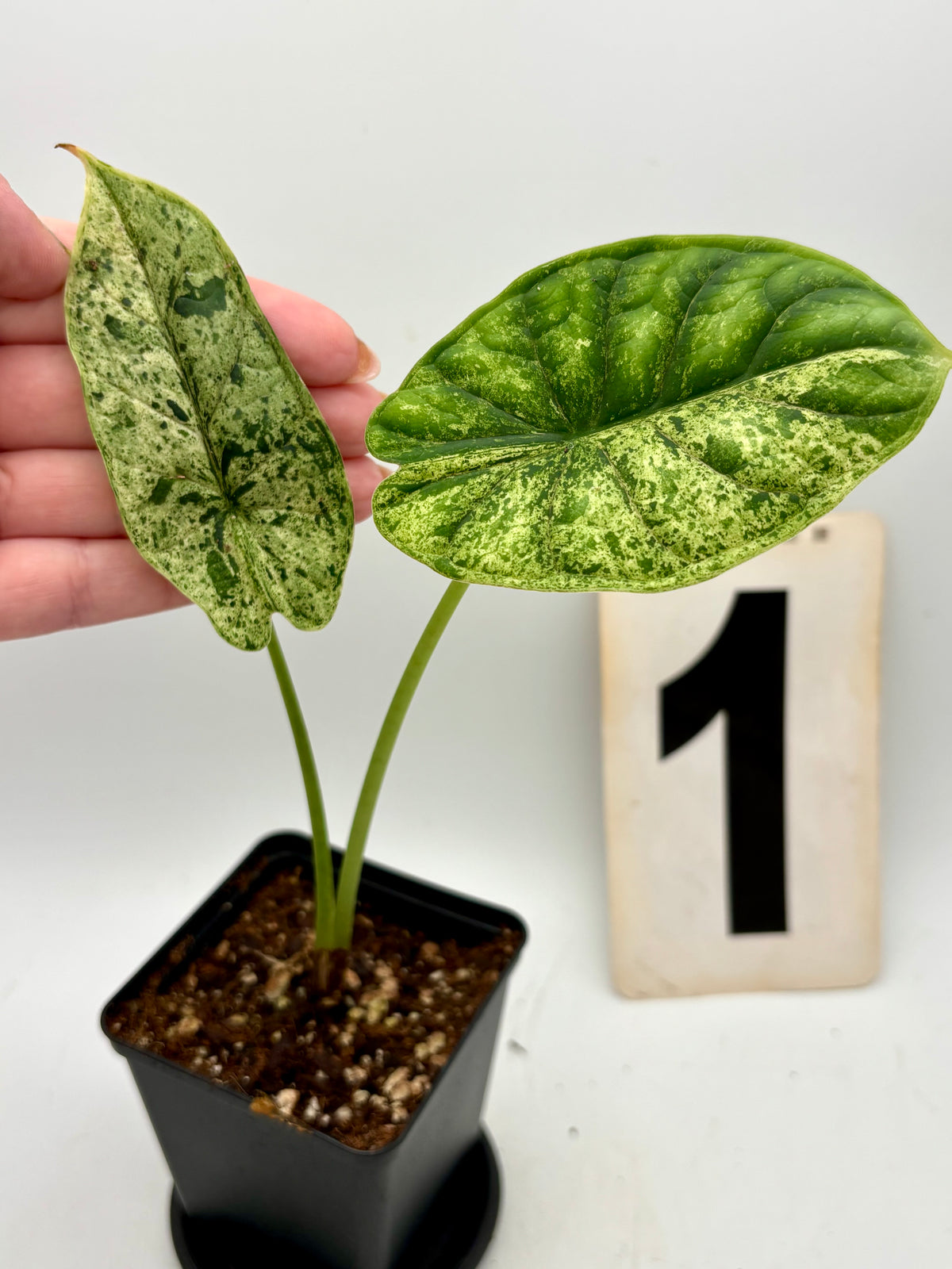 Alocasia Dragon Scale Mint Pflanze mit auffälligen, grün-silbernen Blättern, exotische Zimmerpflanze von Exotic-Flowers