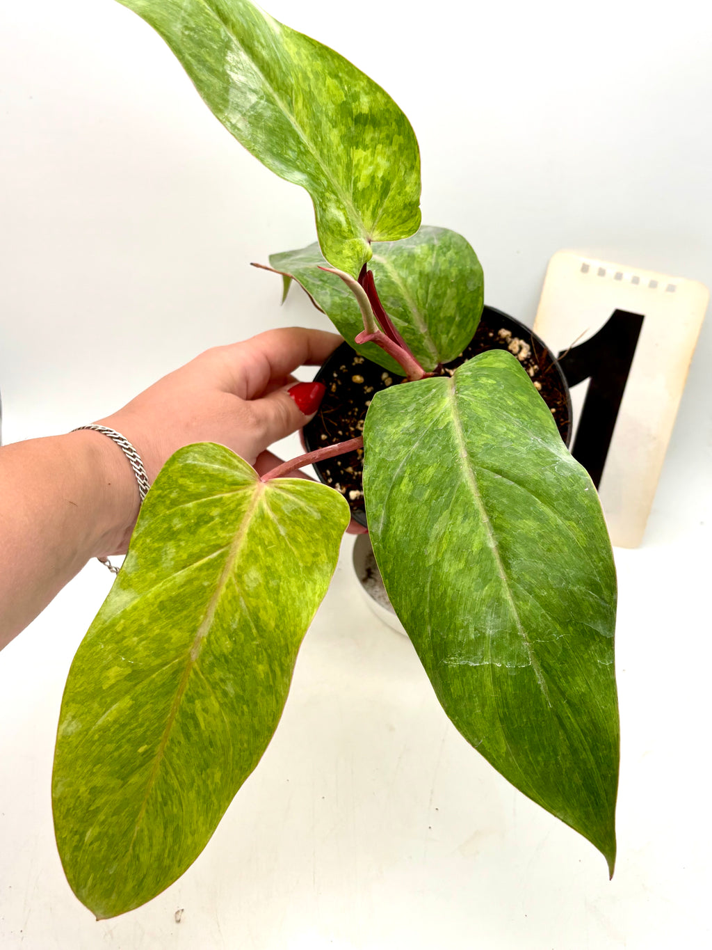 Philodendron Painted Lady