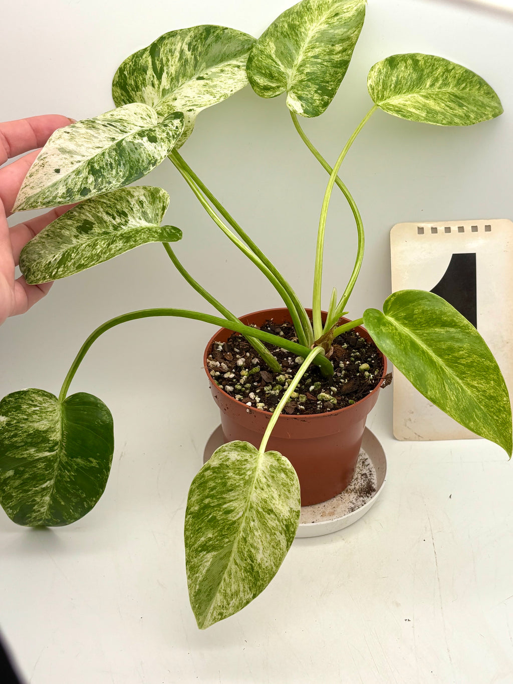 Großer Philodendron Giganteum Variegata mit grünen und cremefarbenen Blättern, im Topf, von Exotic-Flowers.
